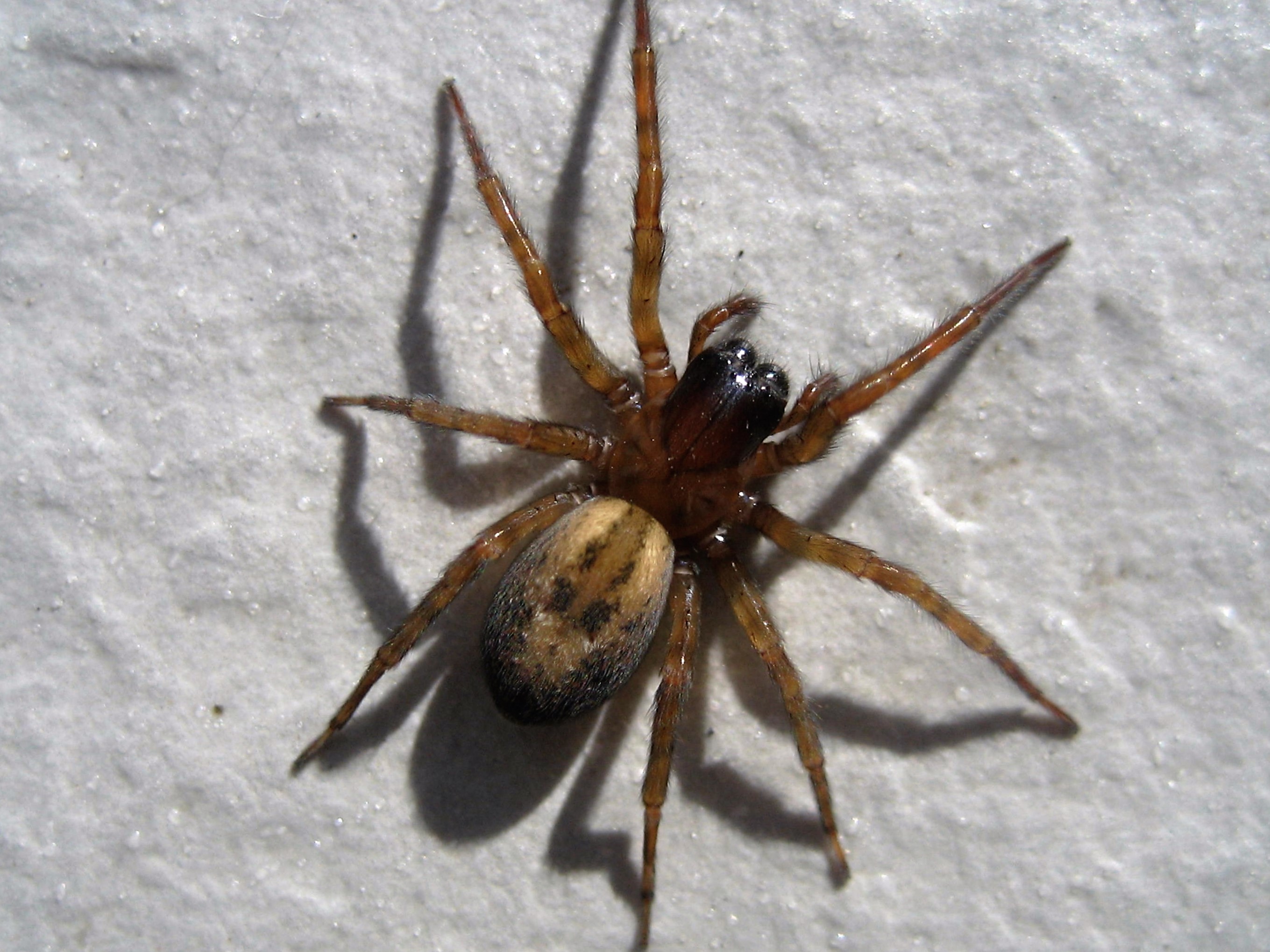 Amaurobius fenestralis.JPG