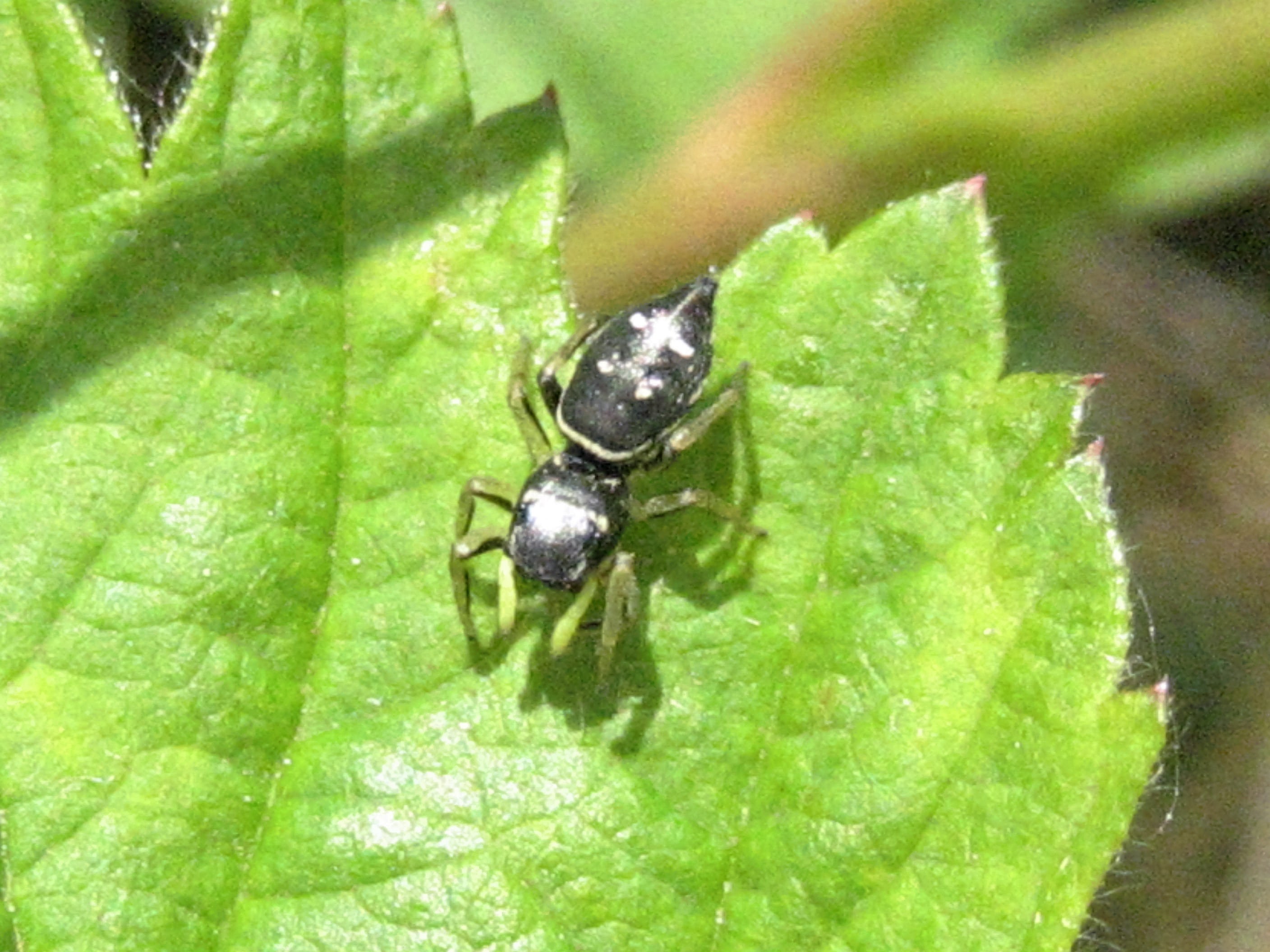 araignée chasseuse 2.JPG