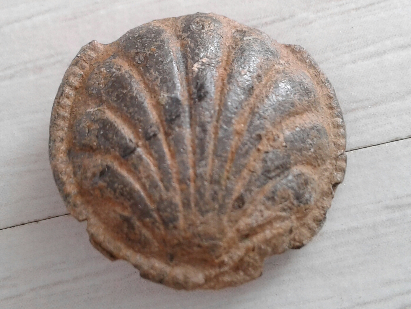bouton coquillage plomb étain face.jpg
