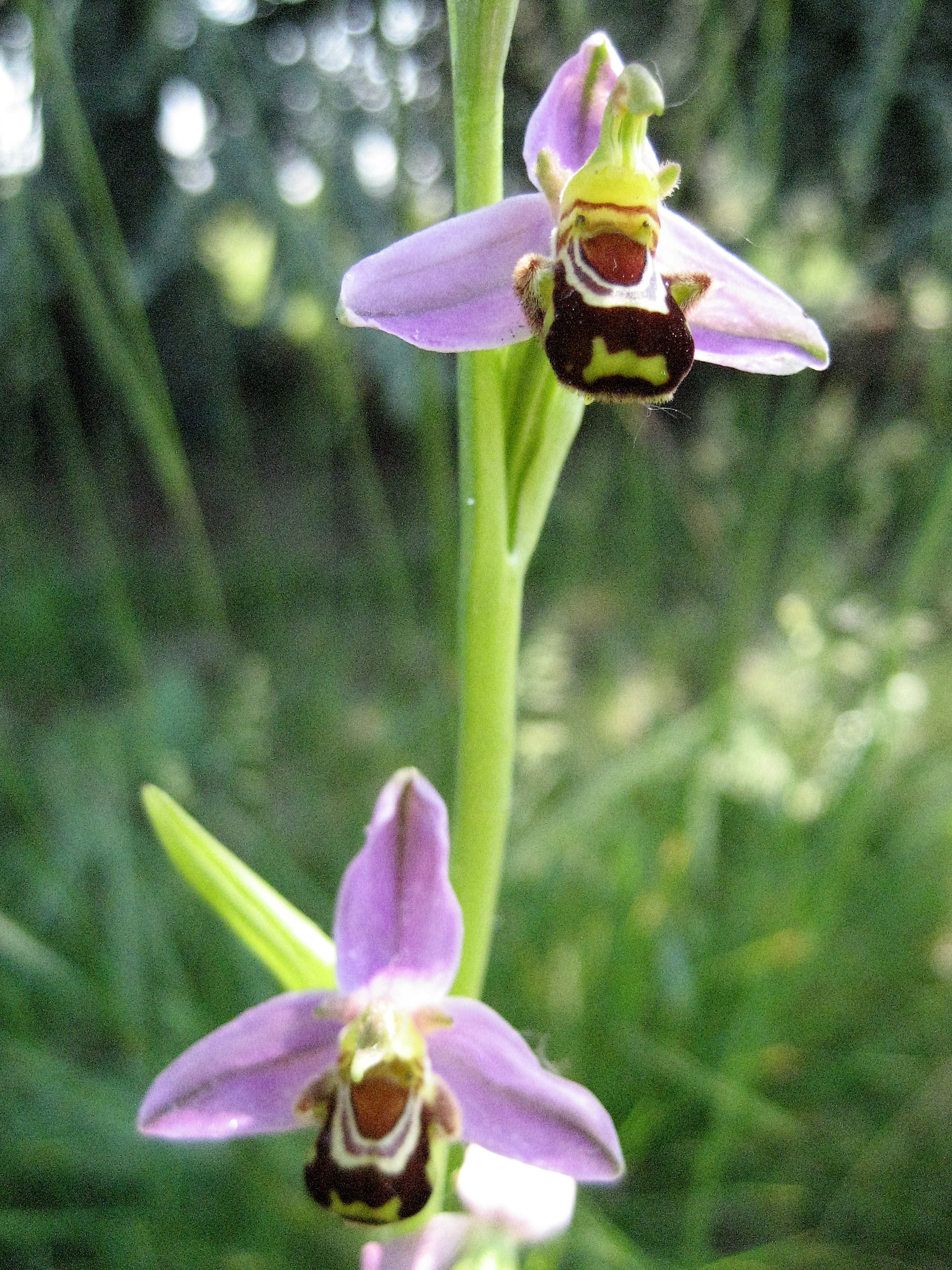 ophrys abeille 14.JPG