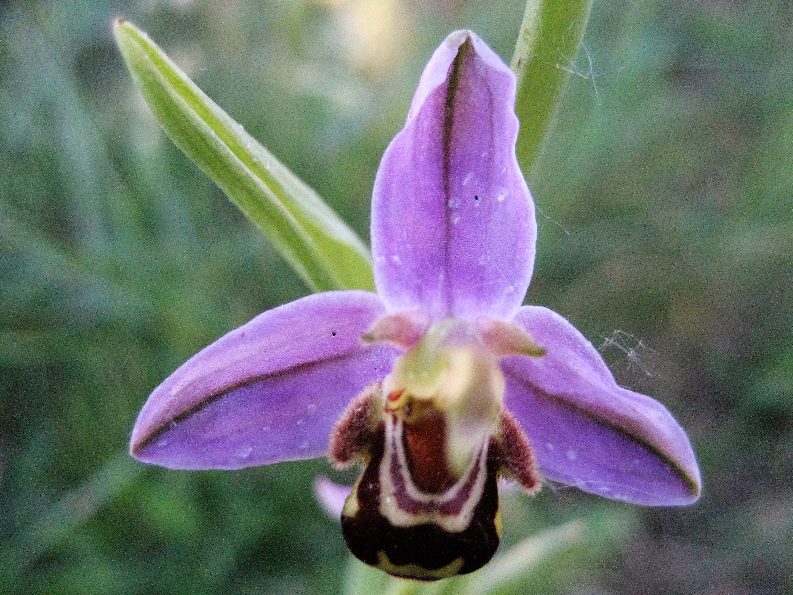 ophrys abeille 9.JPG