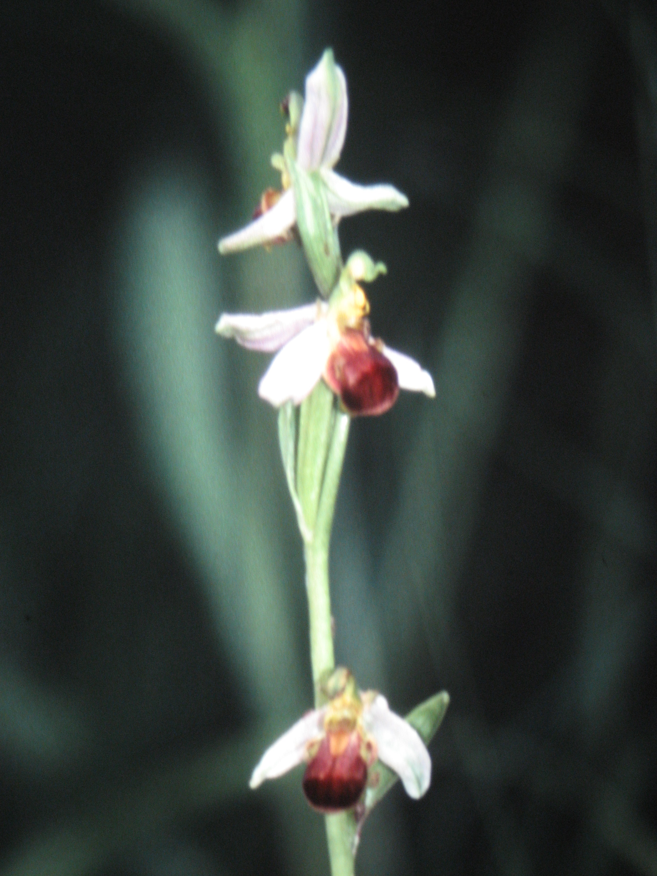 Ophrys abeille variété bicolore(cergy)95.JPG