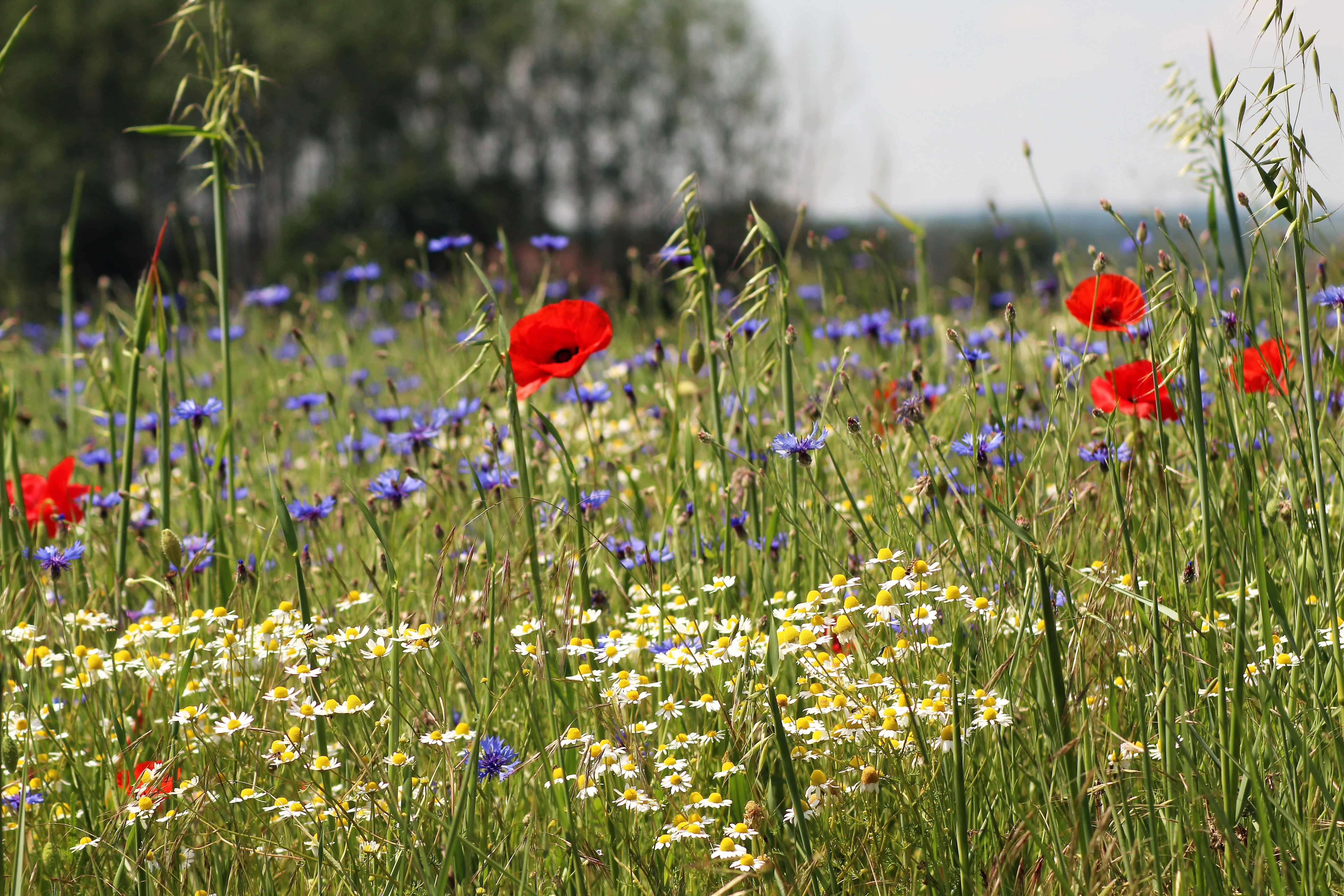 bleuet coquelicot et camomille romaine 03-1 (2).JPG
