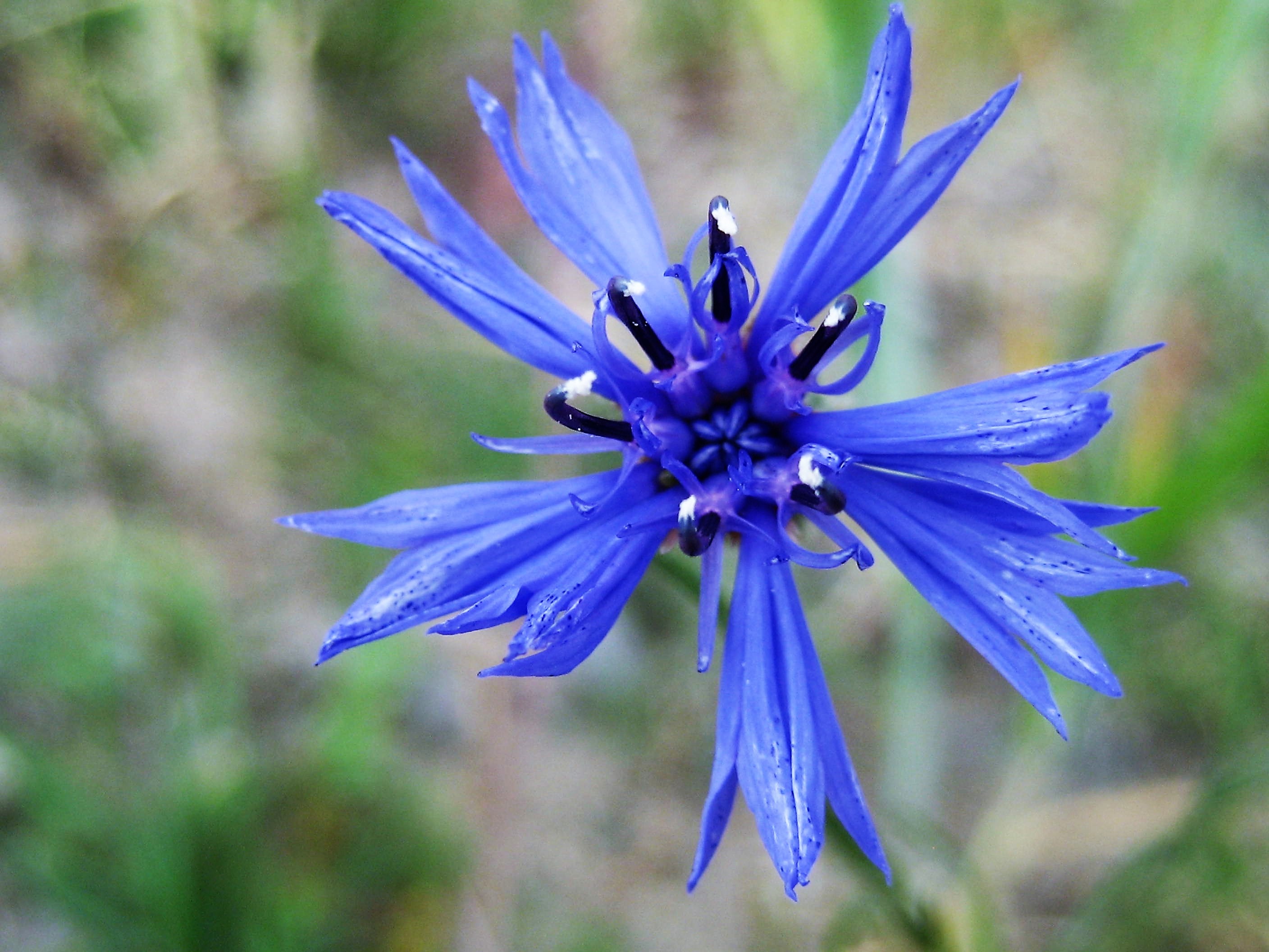 Bleuet 03 St Pourçain sur Sioule (2).JPG