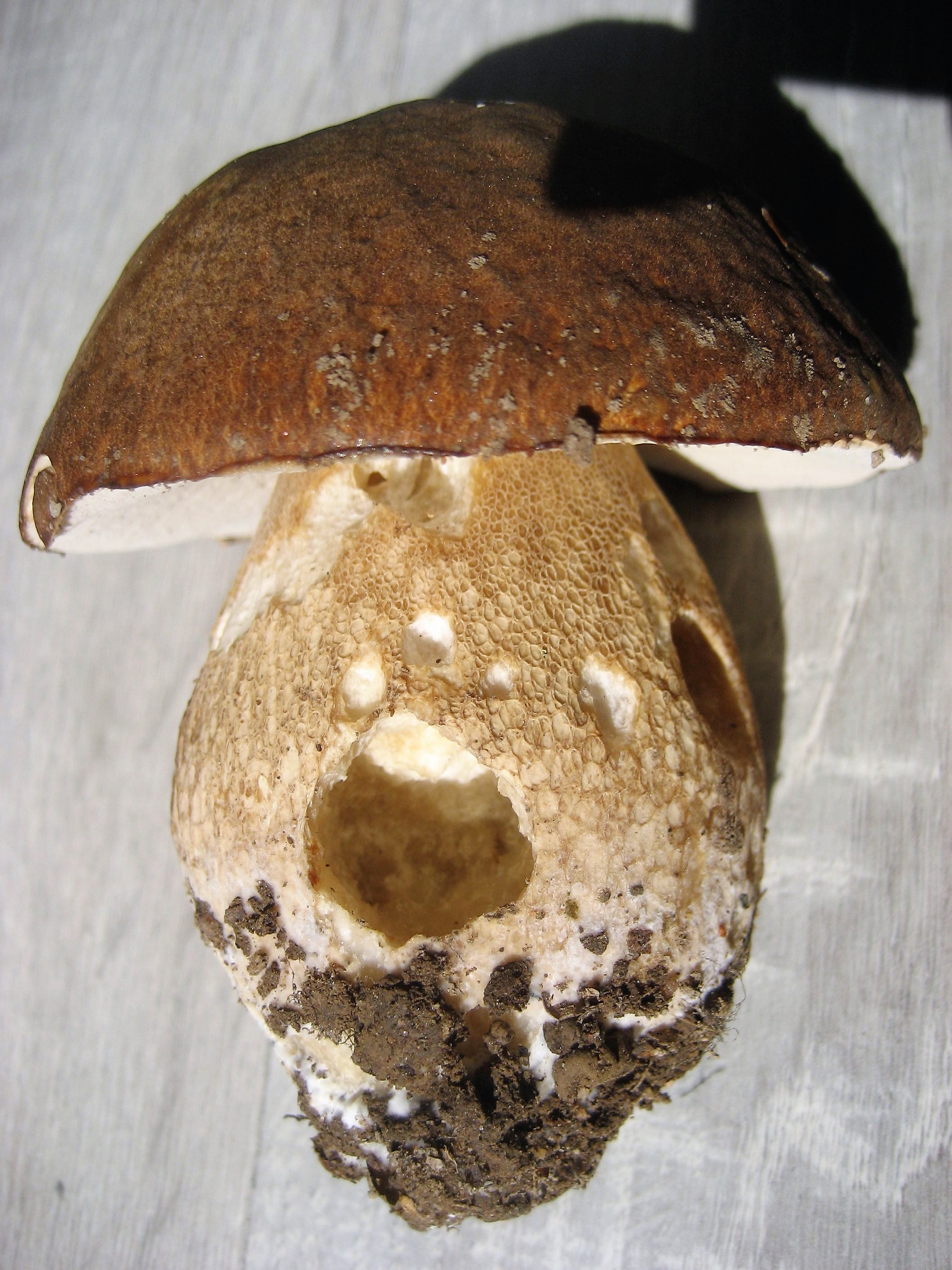 Cèpe tete de nègre Foret de Marcenat 03 (2).JPG