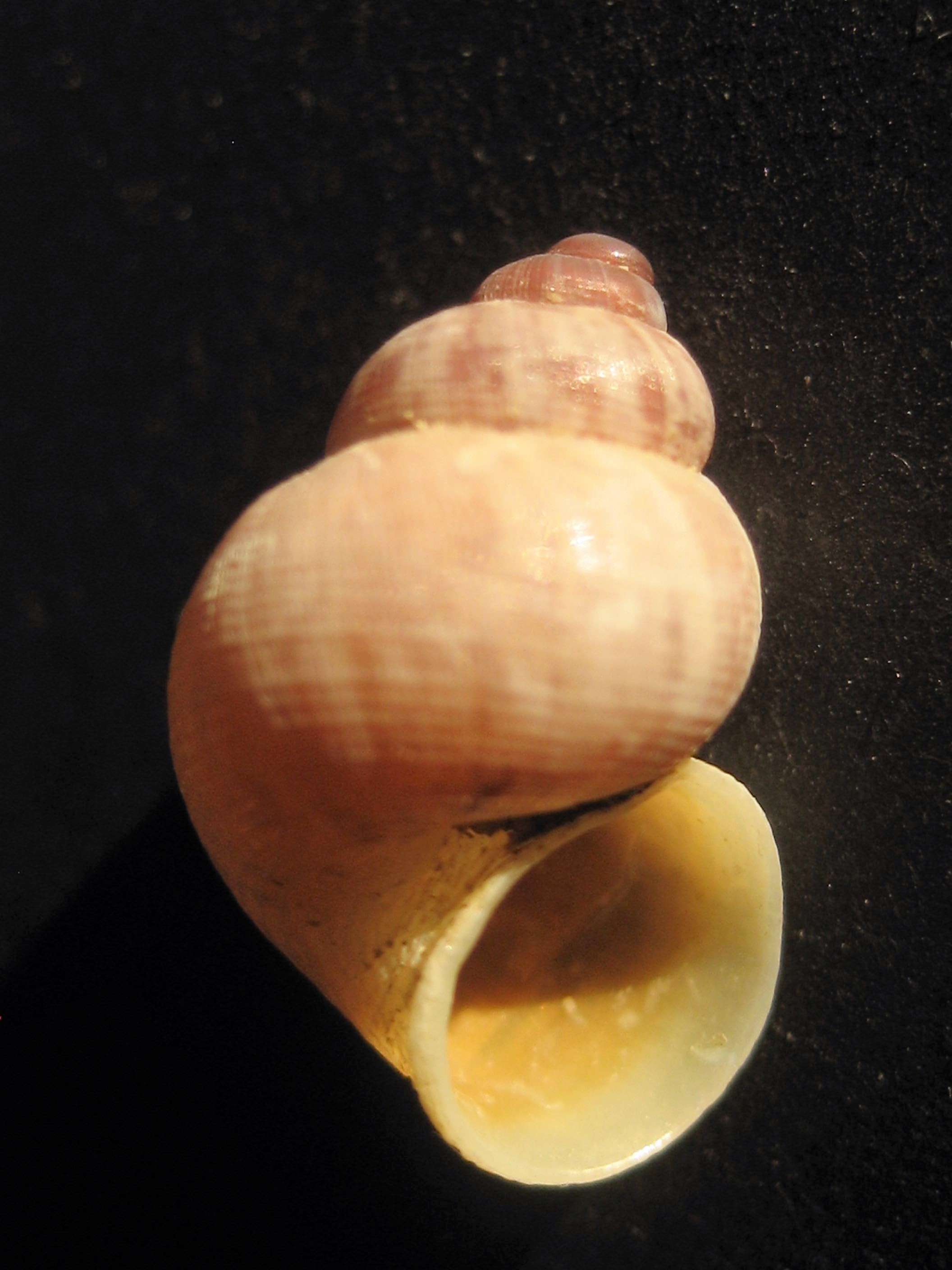 elegante striée 03-1.JPG