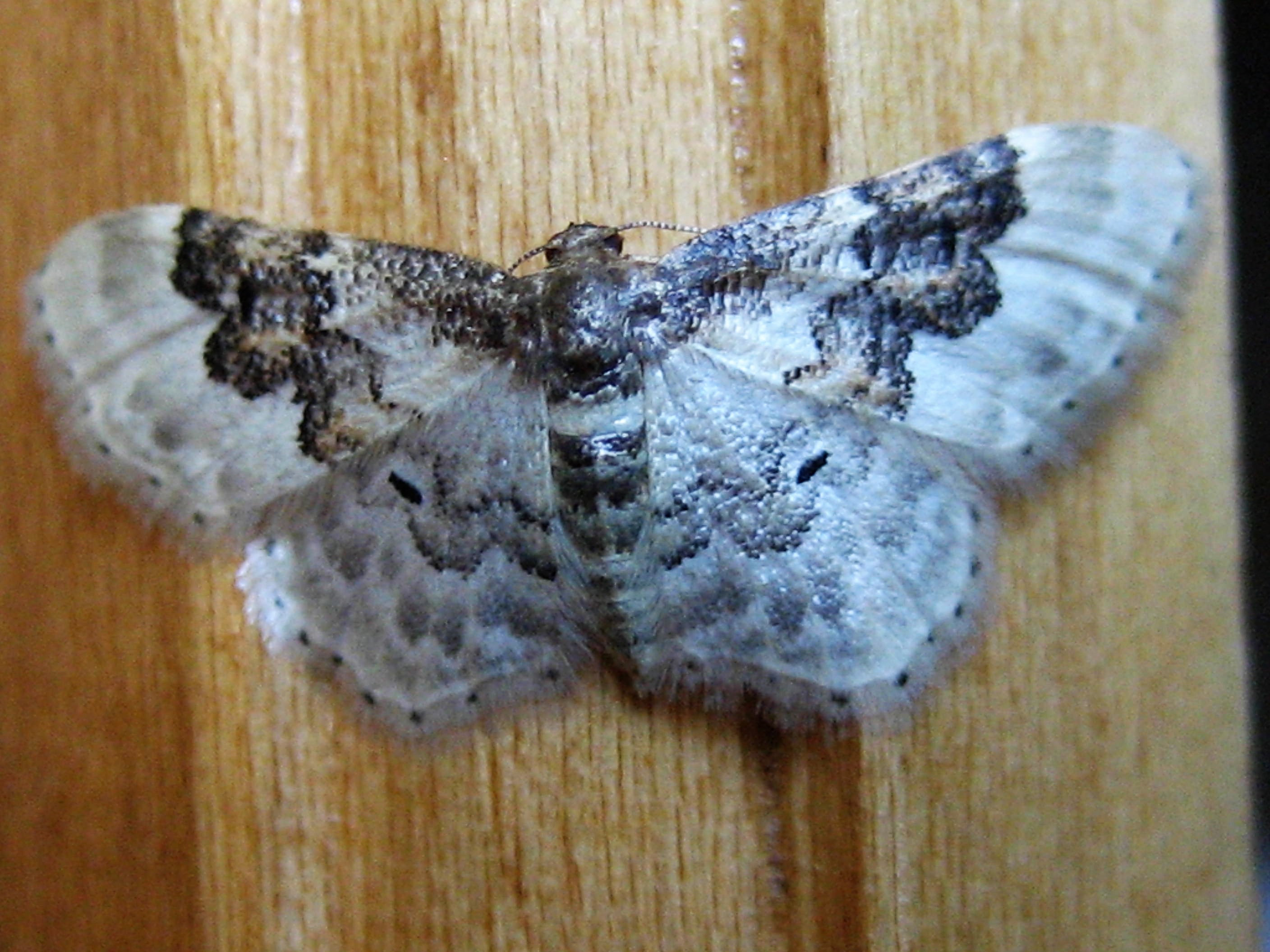 acidalie campagnarde 2.JPG