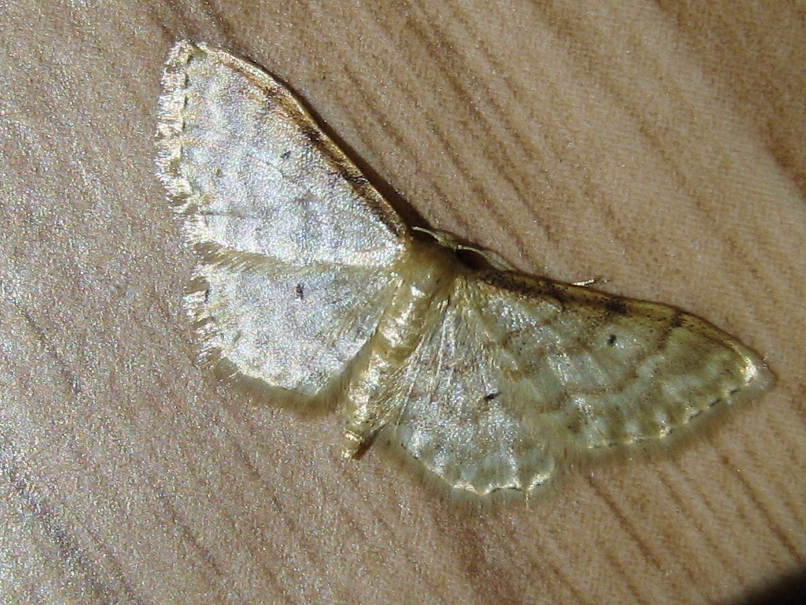 Acidalie familliere(Idea fuscovenosa)Troyes.JPG