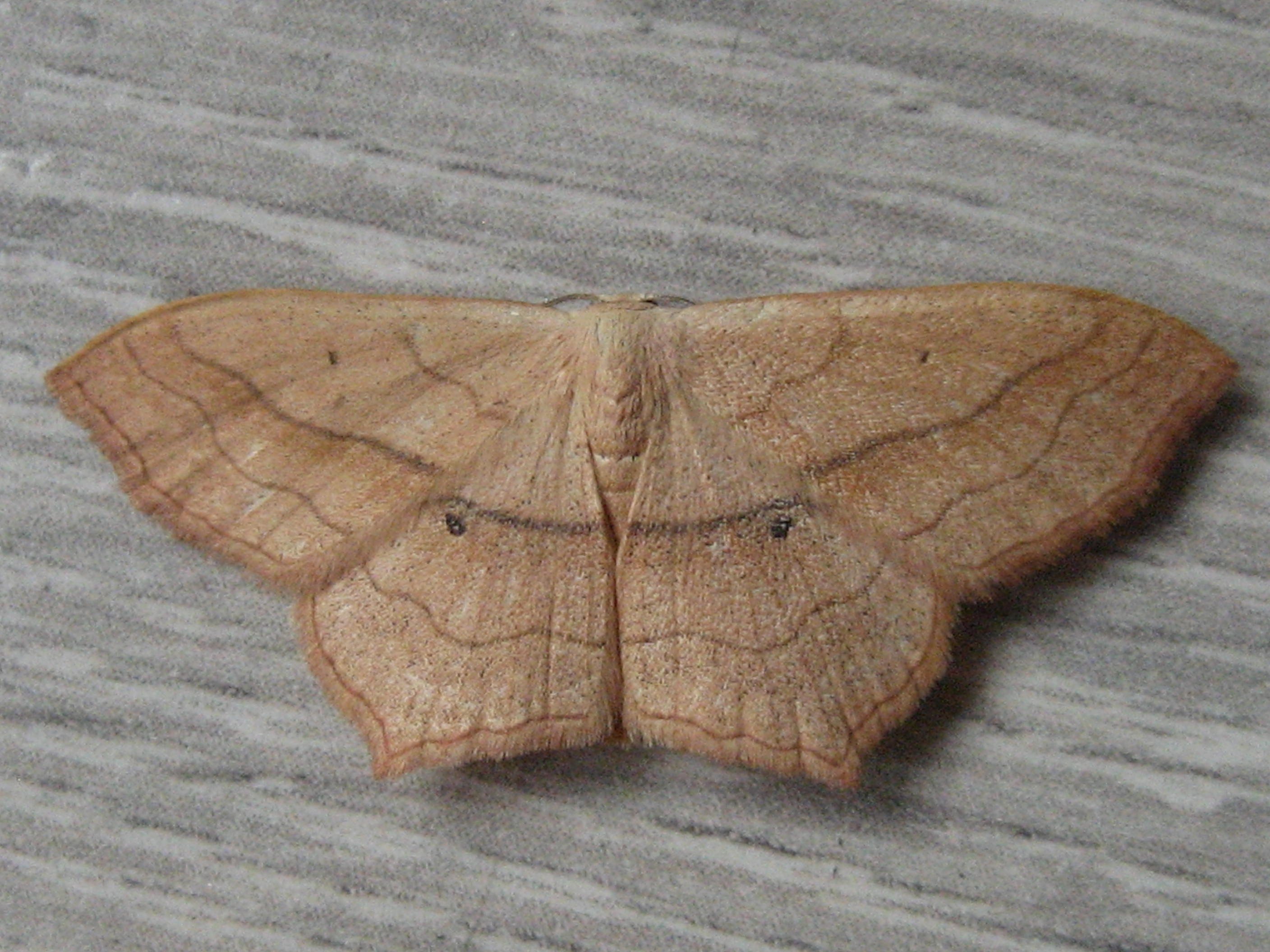 acidalie fausse timandre 03-1.JPG