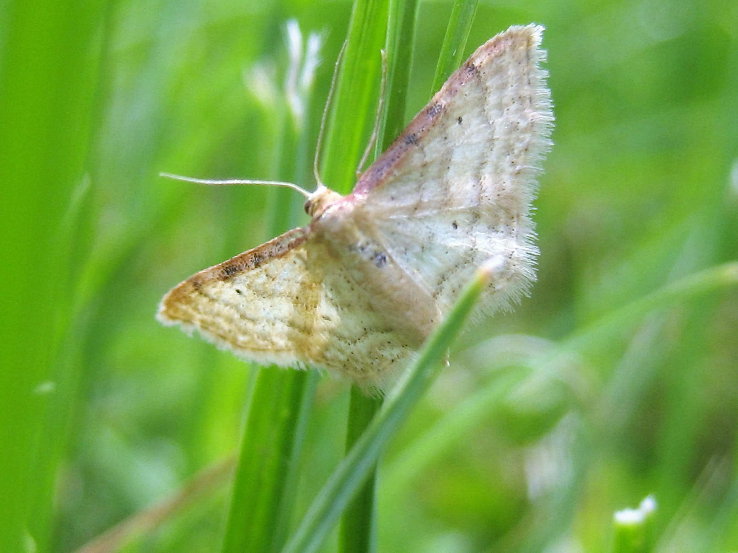 acidalie roussie.JPG