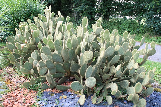 cactus1.jpg