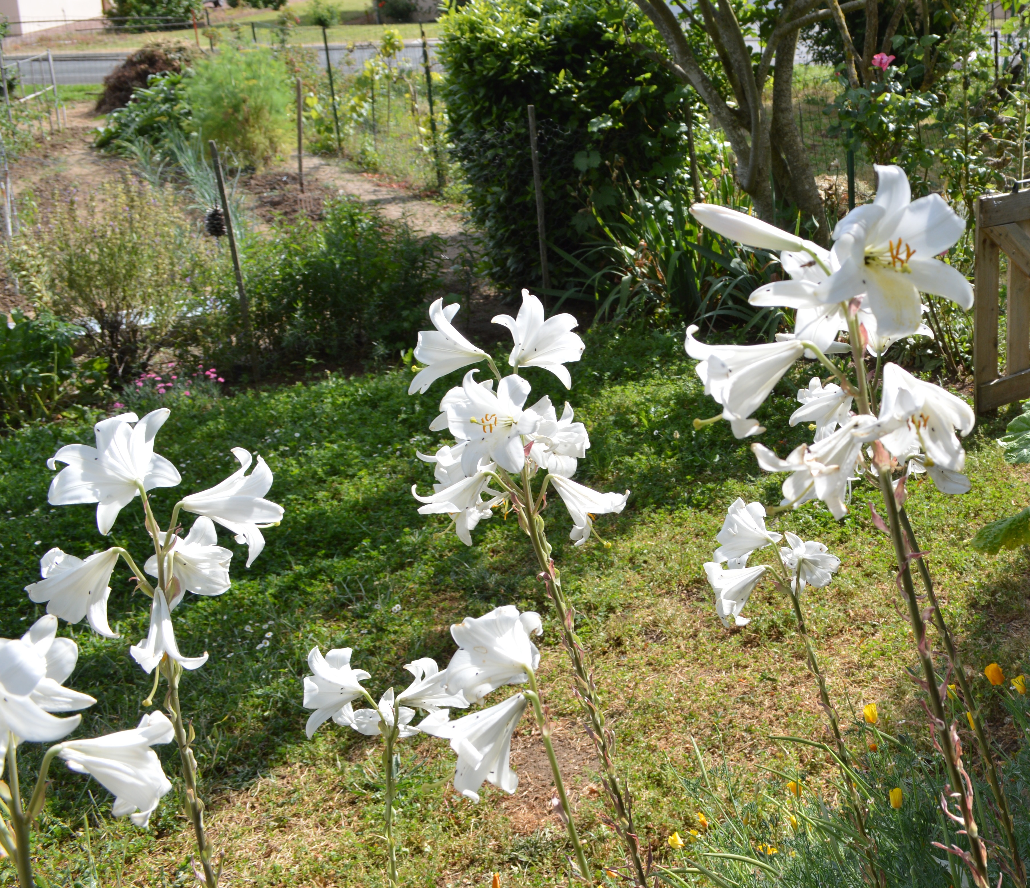 Lys blanc du jardin 2.JPG