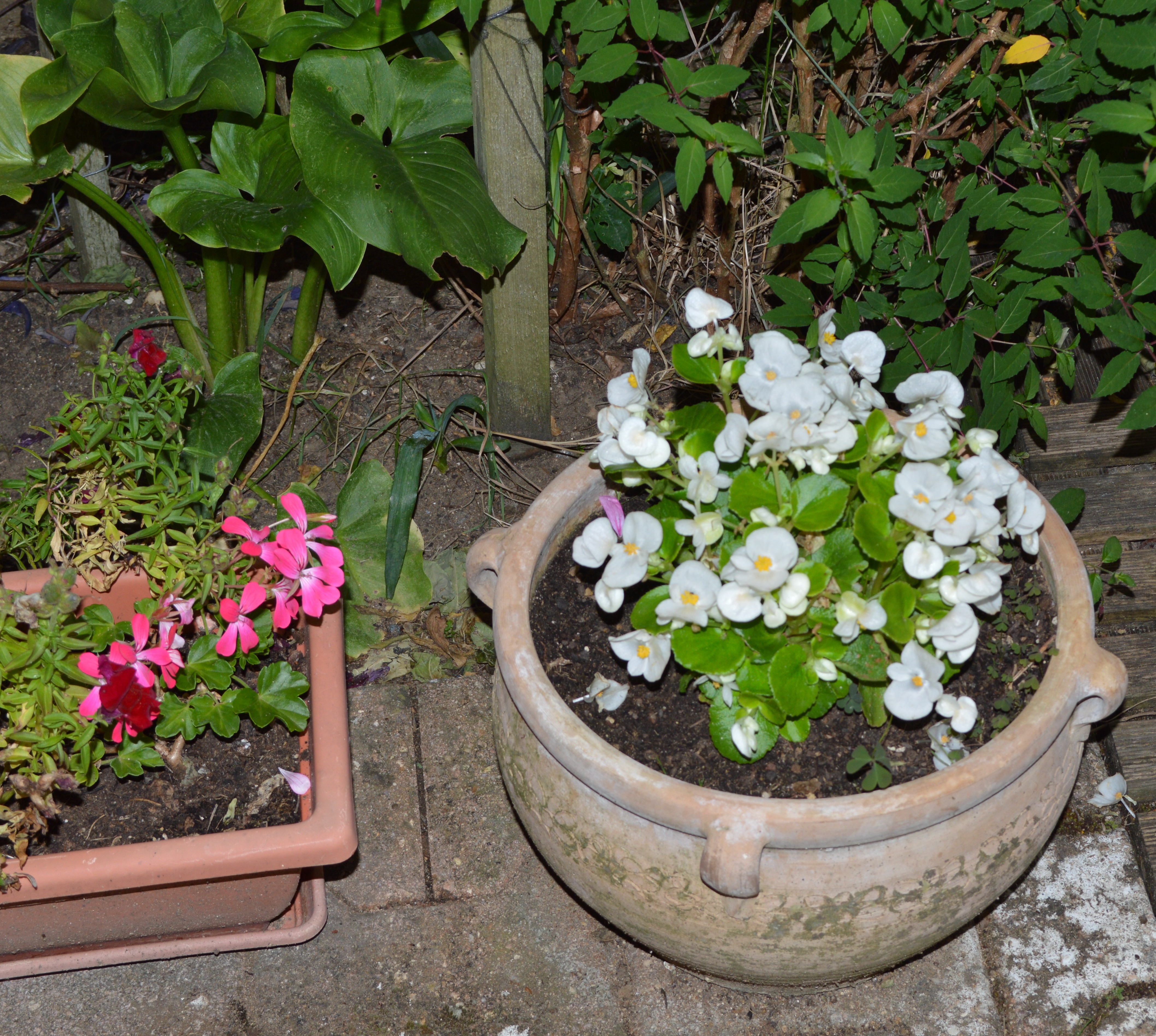 Bégonia blanc du jardin.JPG