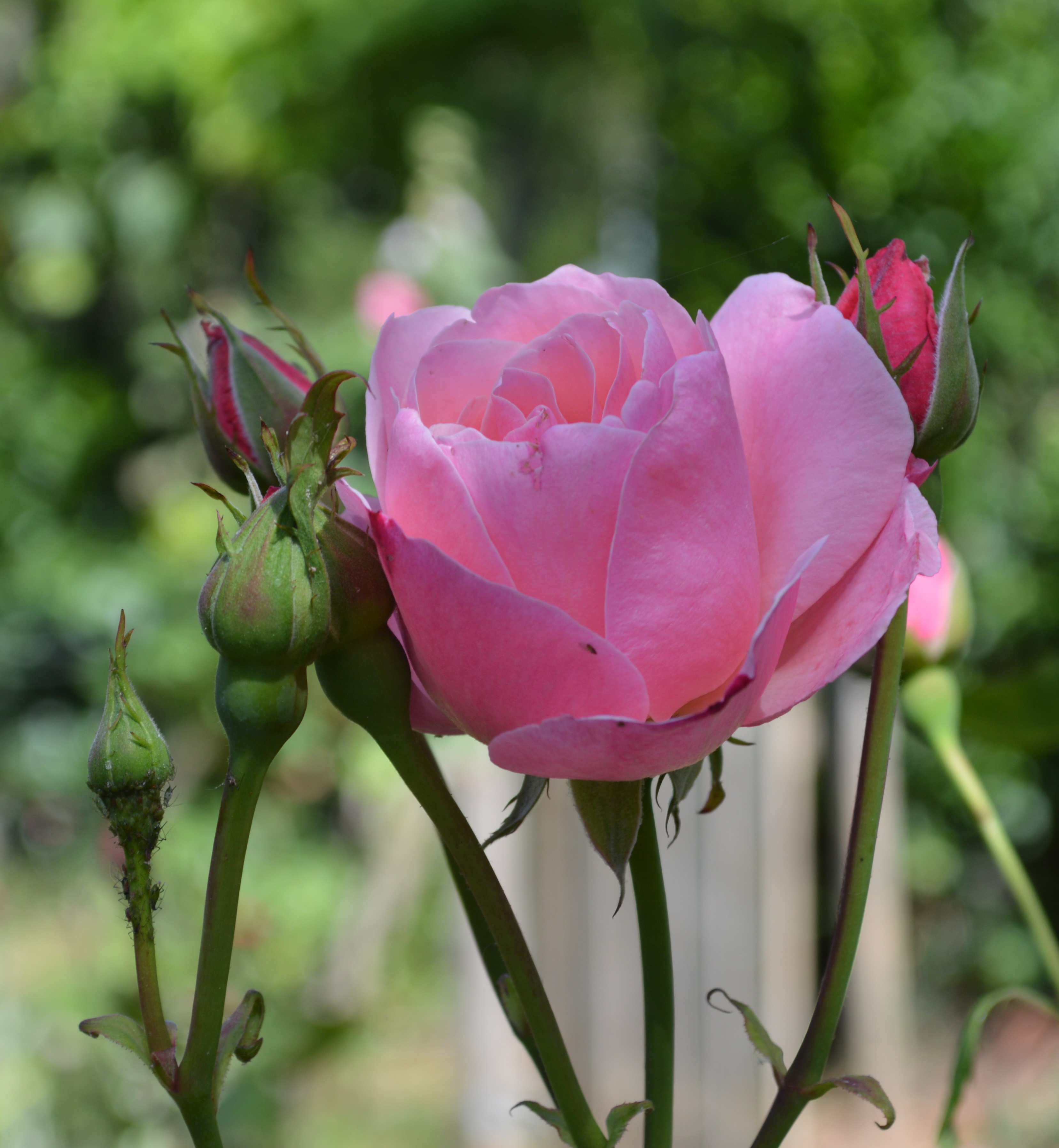 Rose rose du jardin 2.JPG