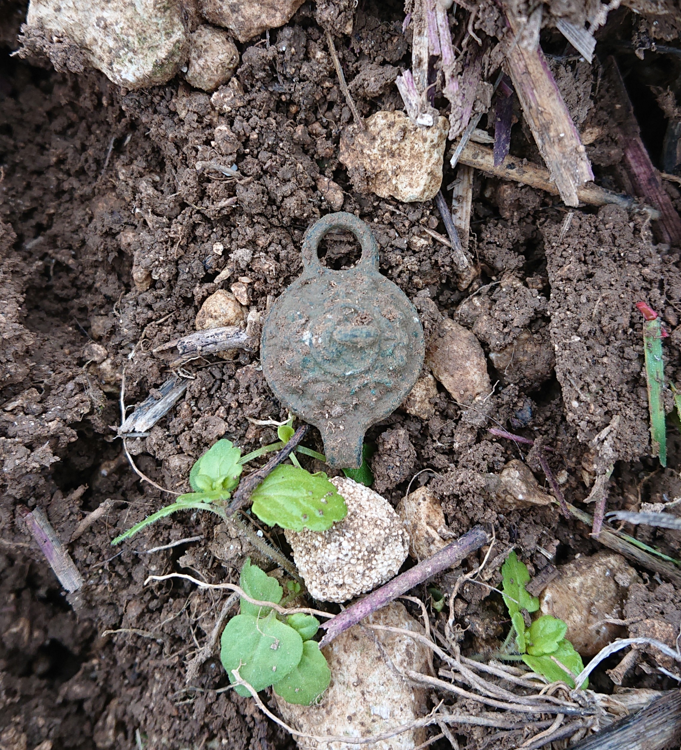 Capsulae ou demi-ceint.JPG