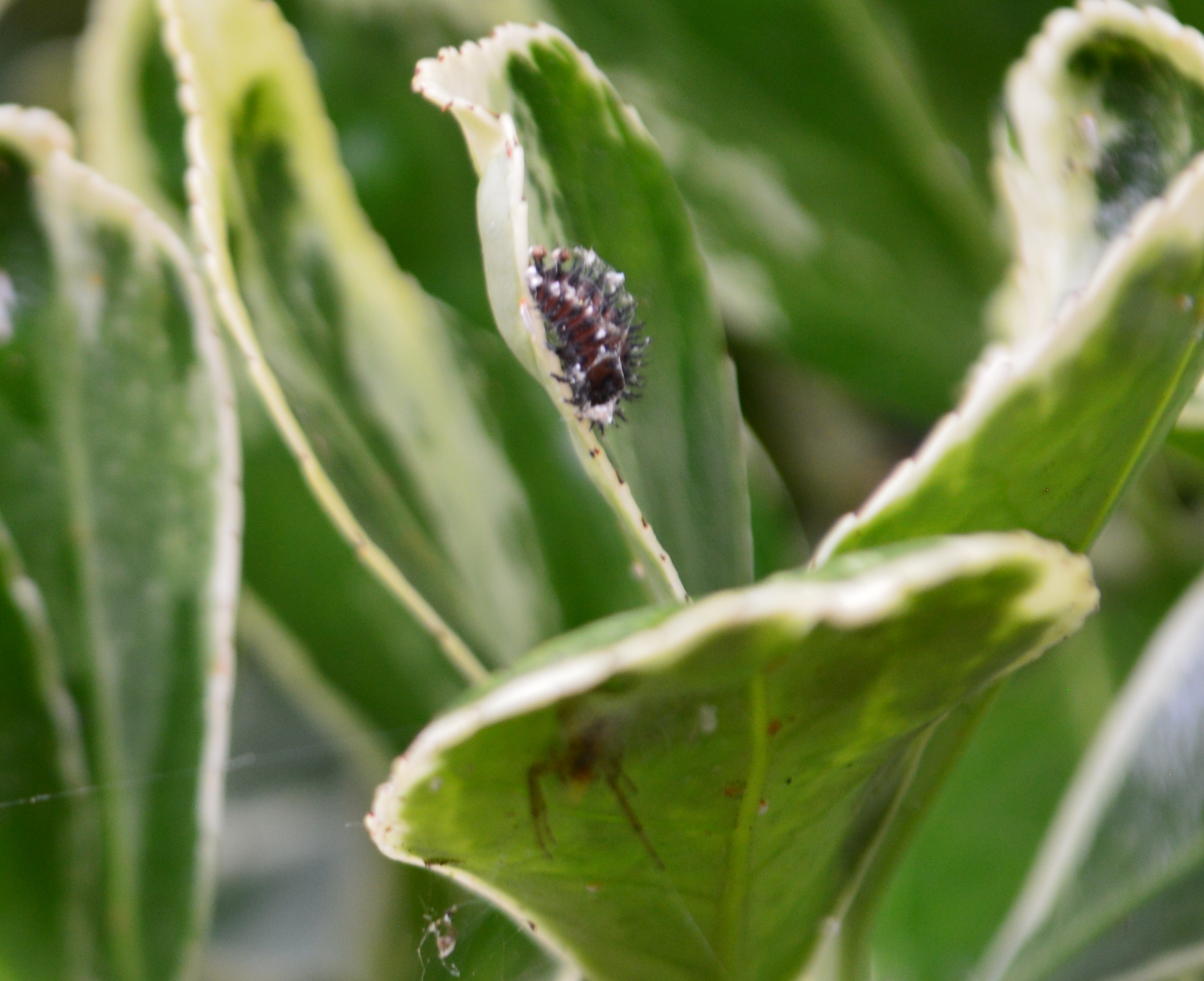 [Chilocorus renipustulatus] Coccinelles mangeuses de cochenilles..JPG