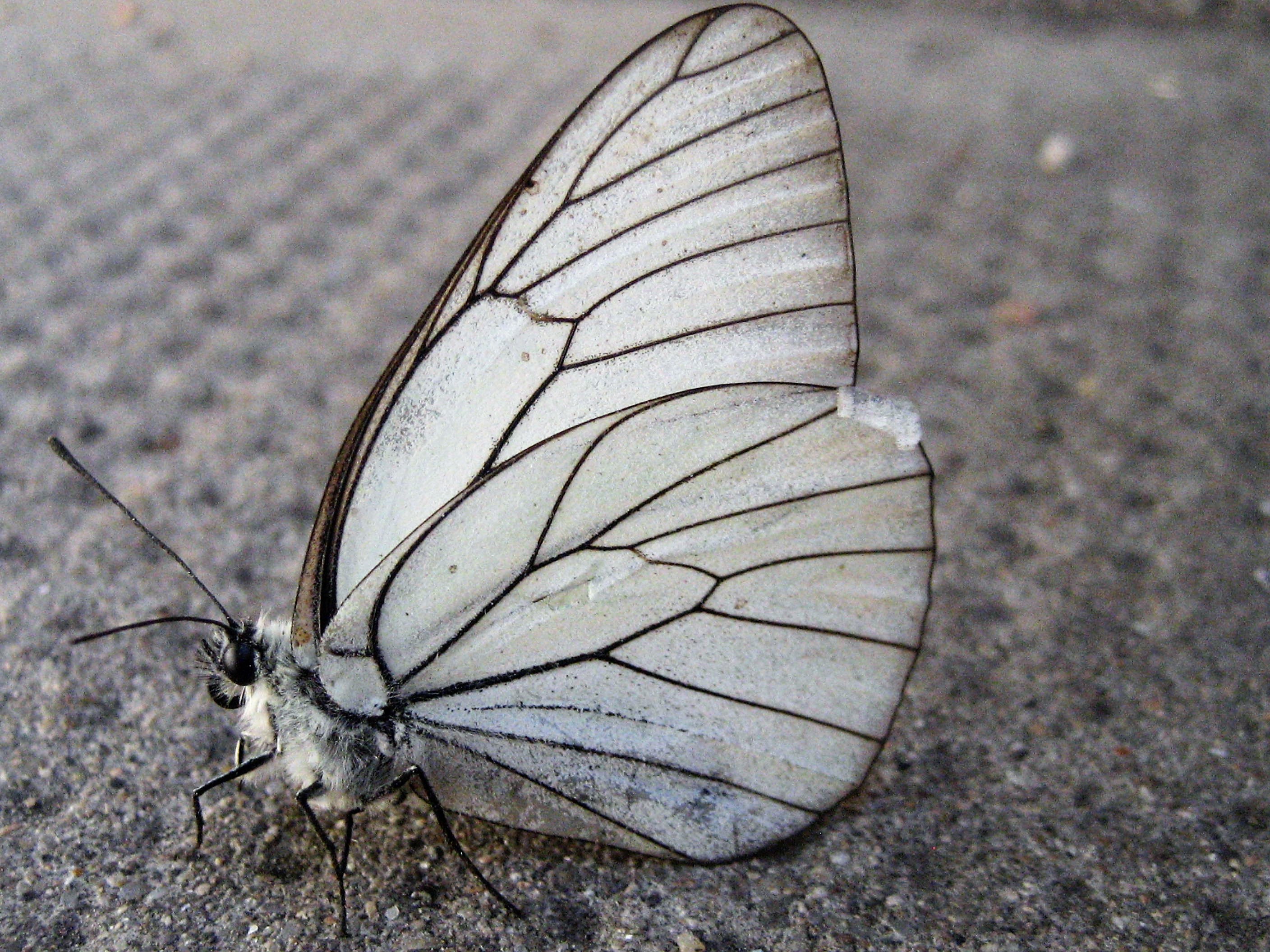 Gazé(Aporia crataegi) 03 St Pourçain(2).JPG