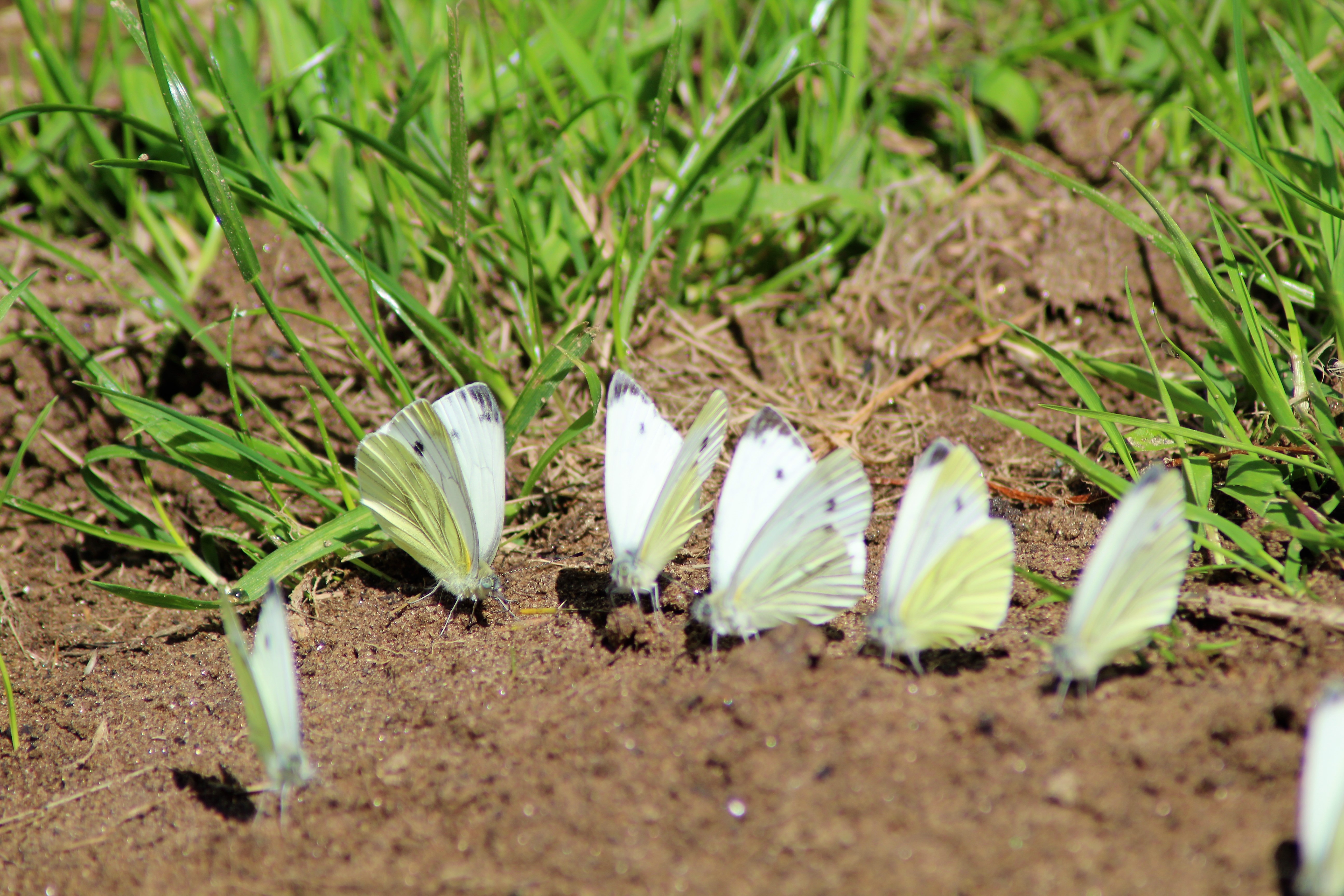 pieride de la rave recueillant des sels Minéraux 03 Chantelle (2).JPG