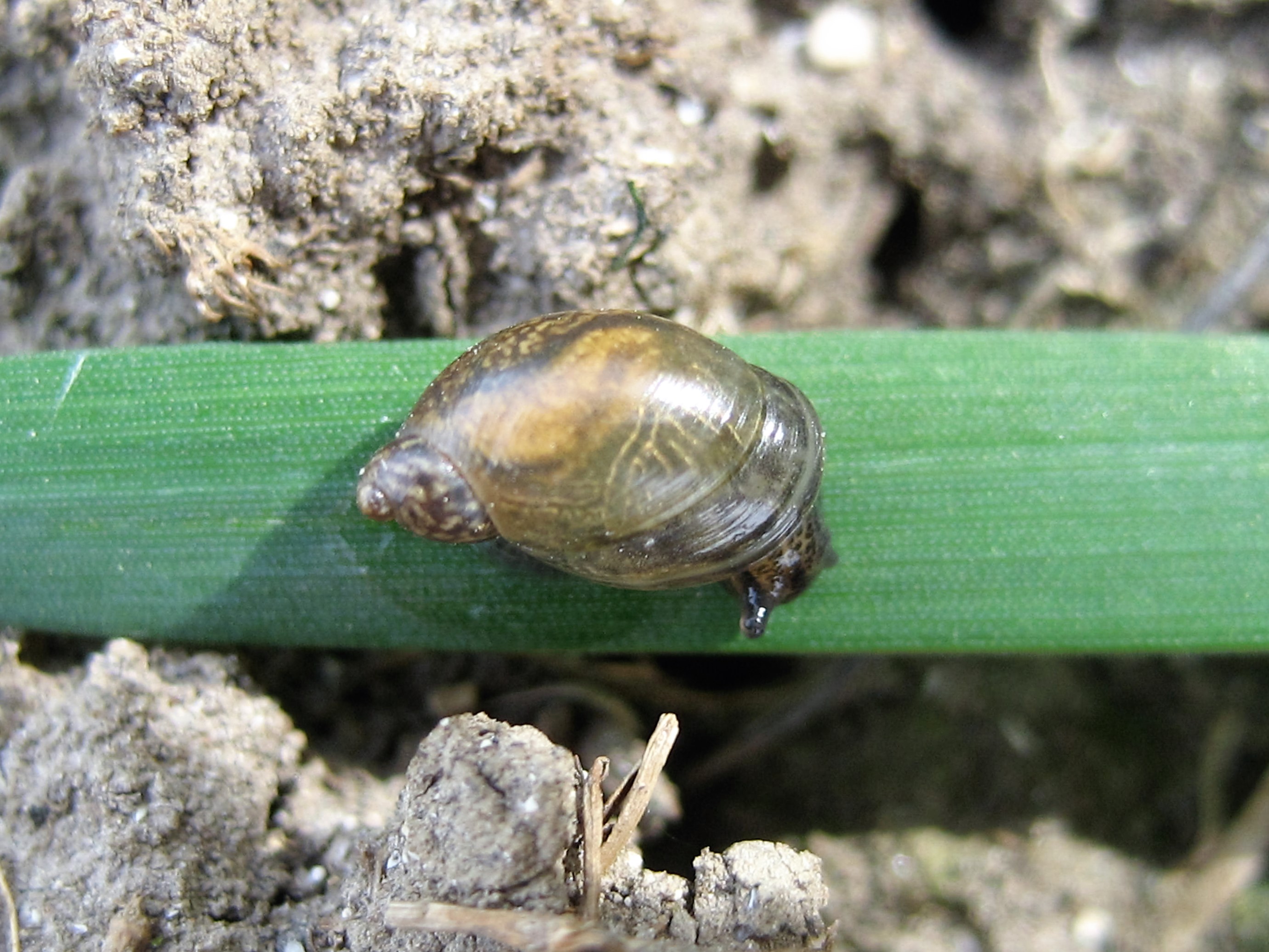 Ambrette élégante(Oxyloma élégans).JPG