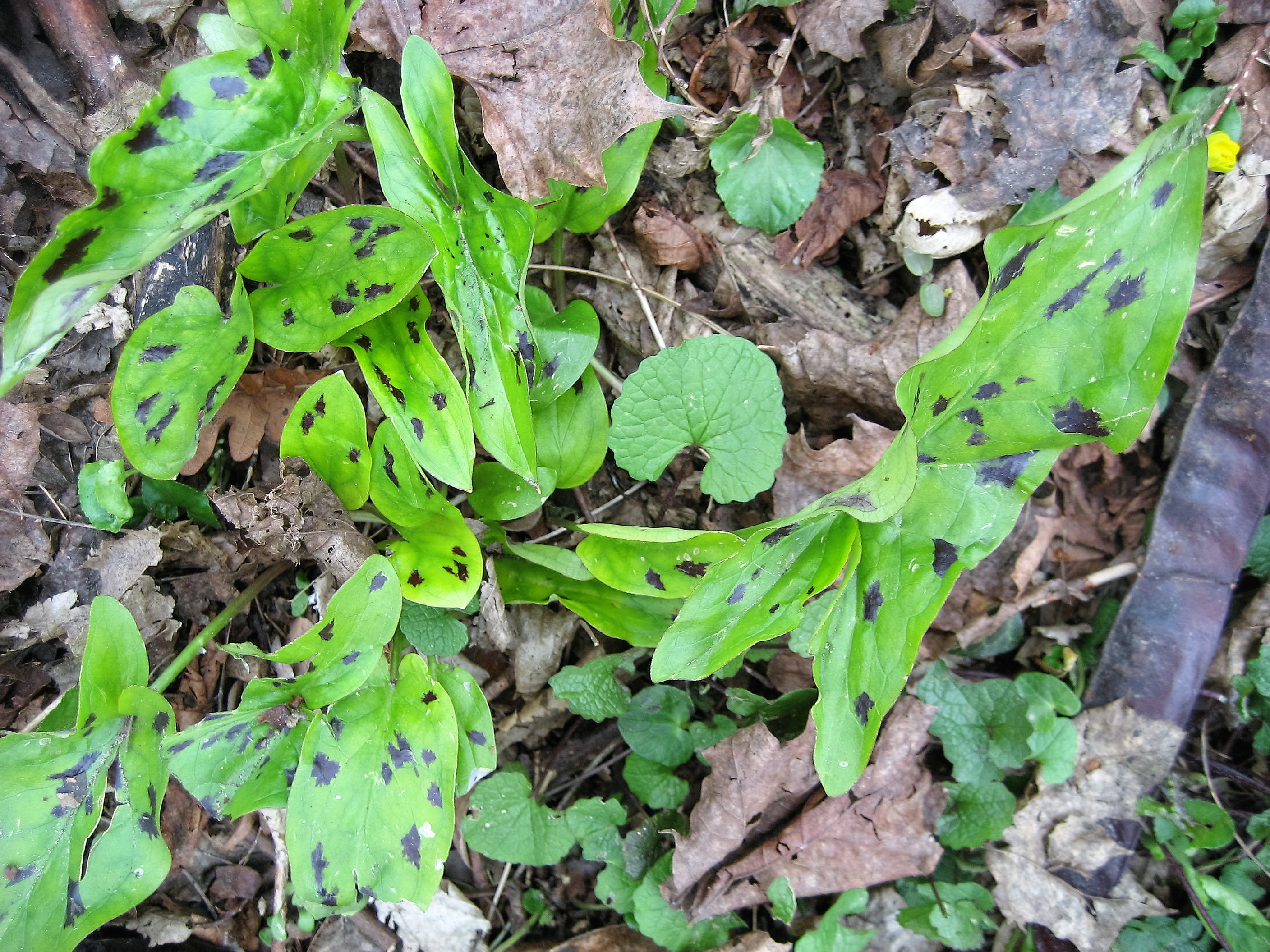 arum tacheté(feuille).JPG