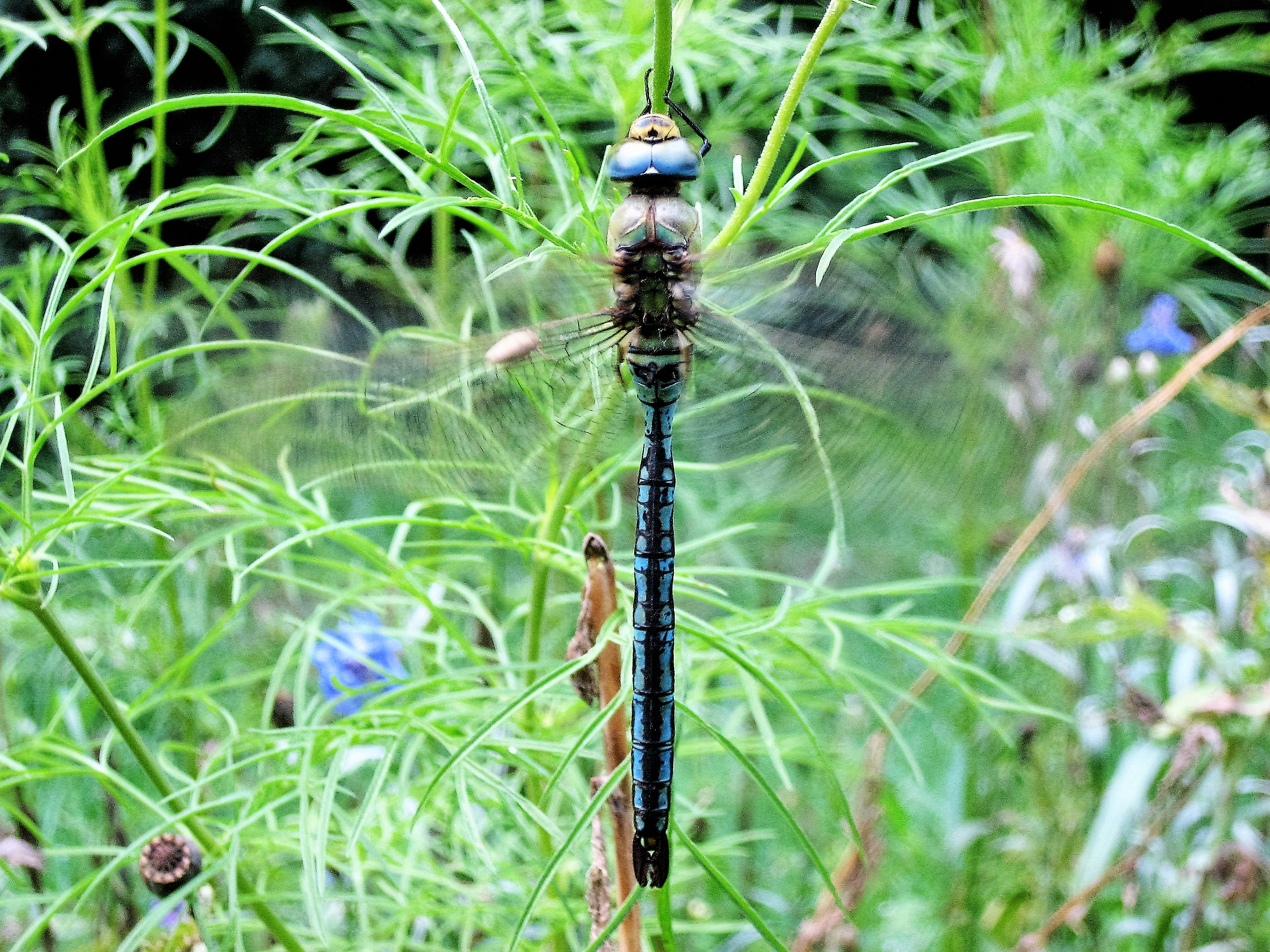 Anax empereur(Anax imperator) (2).JPG