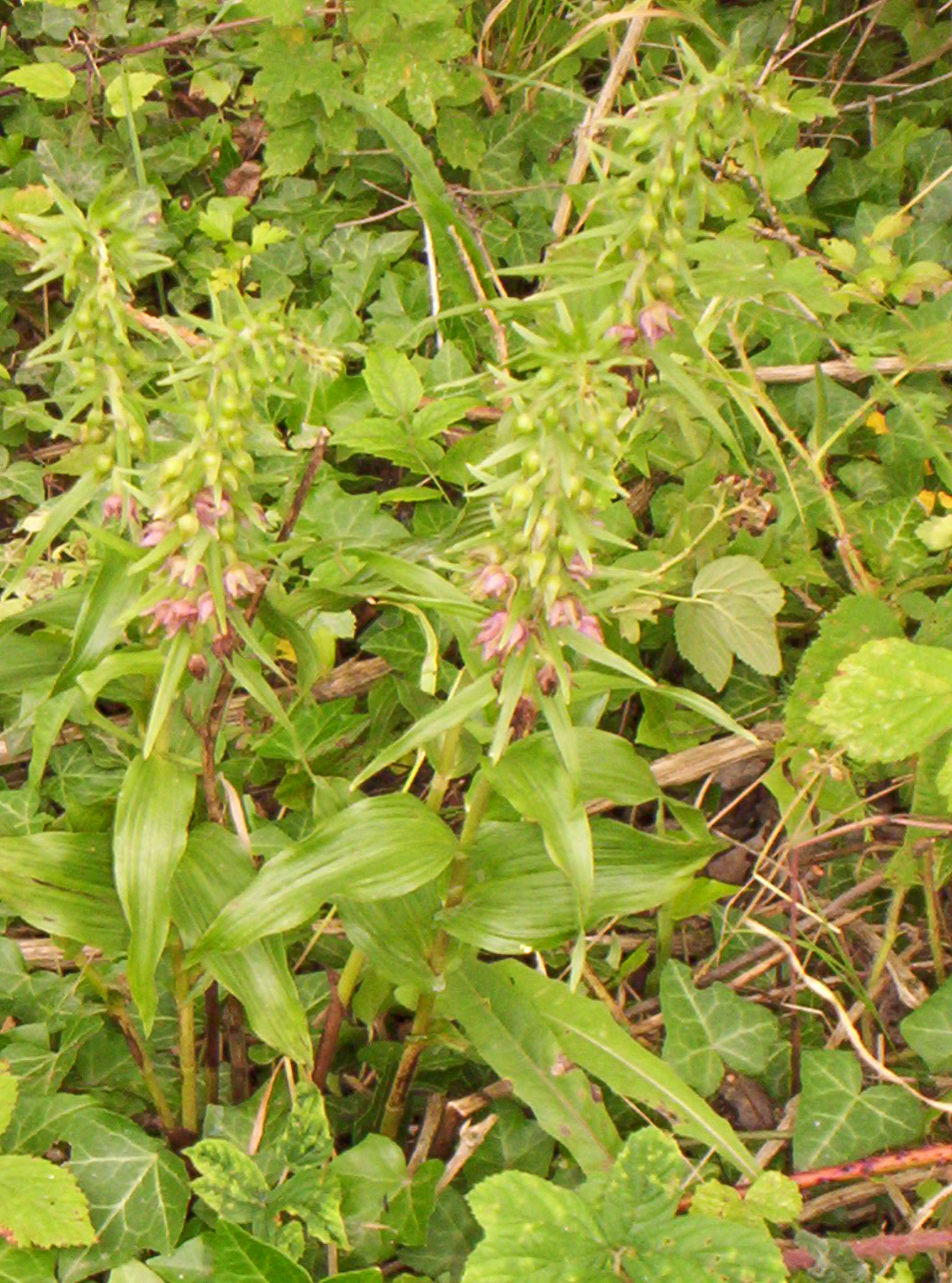 Helléborine pourprée(Epipactis purpurata) 95.jpg