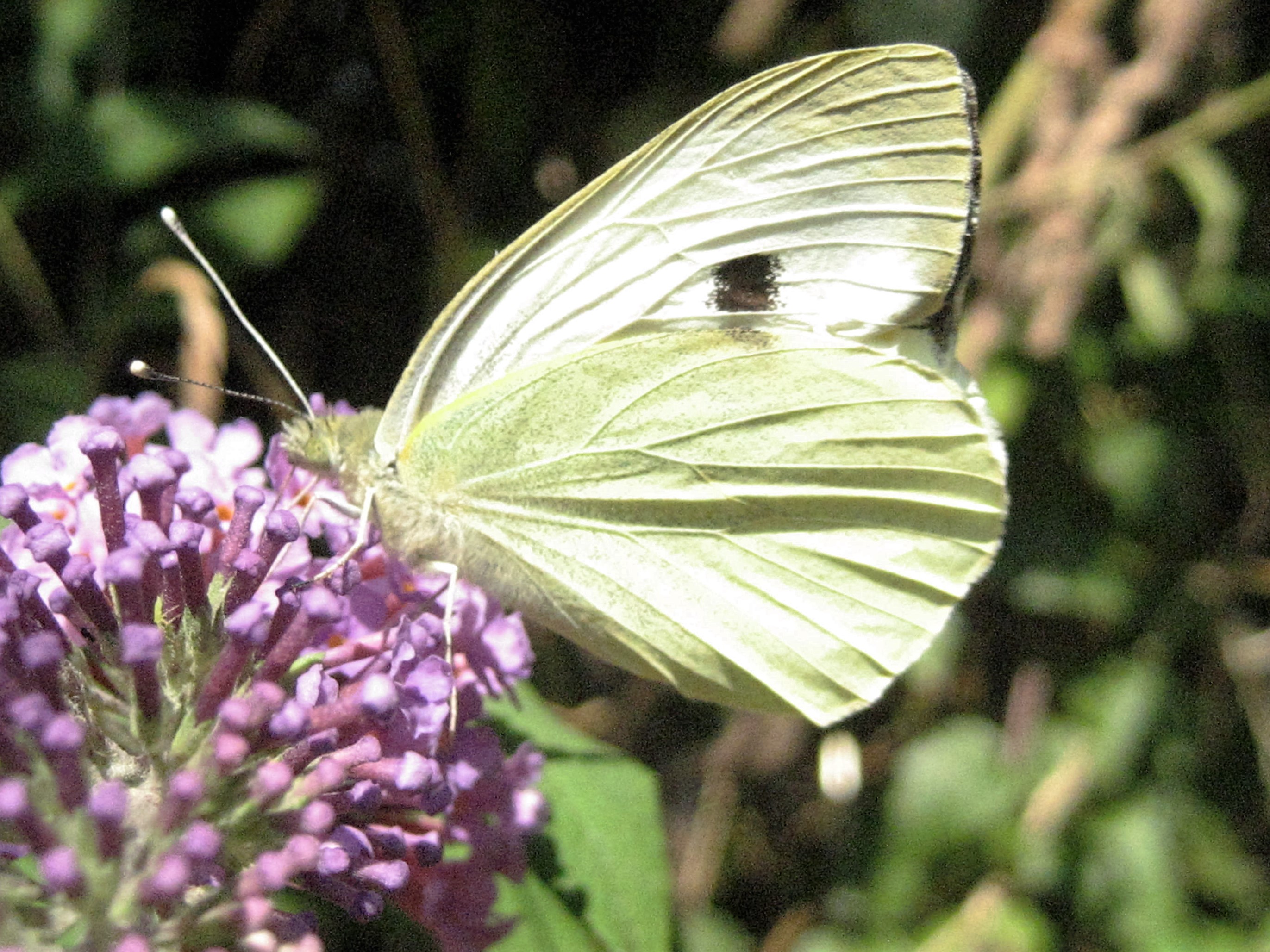 Pieride du chou(Pieris brassicae).JPG