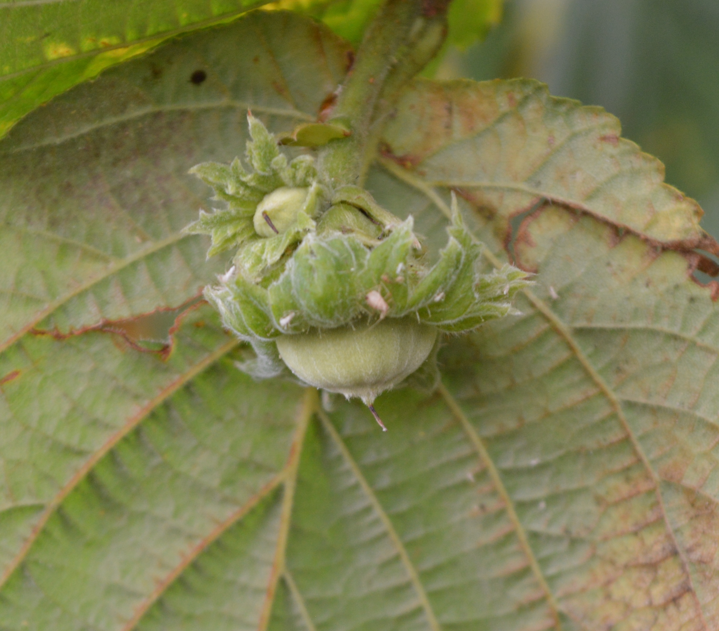 Noisette juvénile.JPG