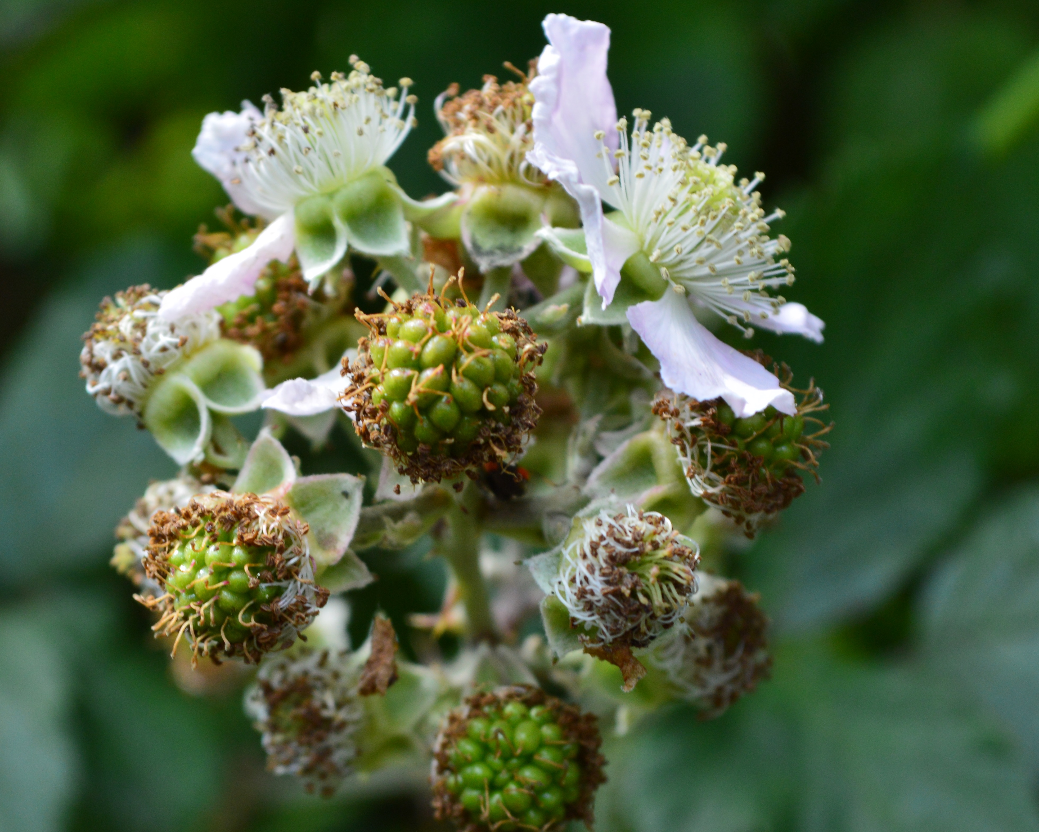 Mûres juvéniles.JPG