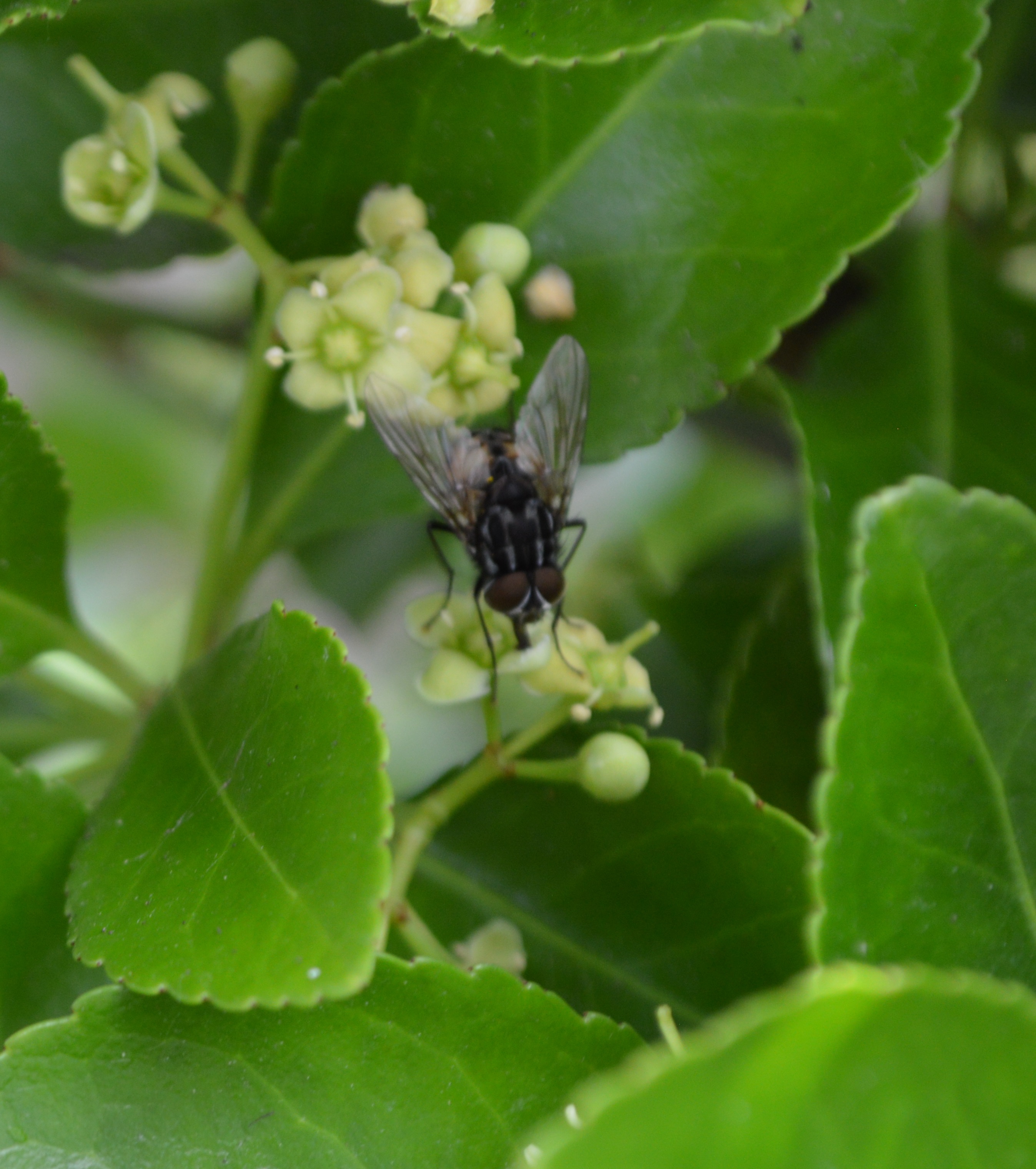 Mouche d'automne (musca autumnalis).JPG