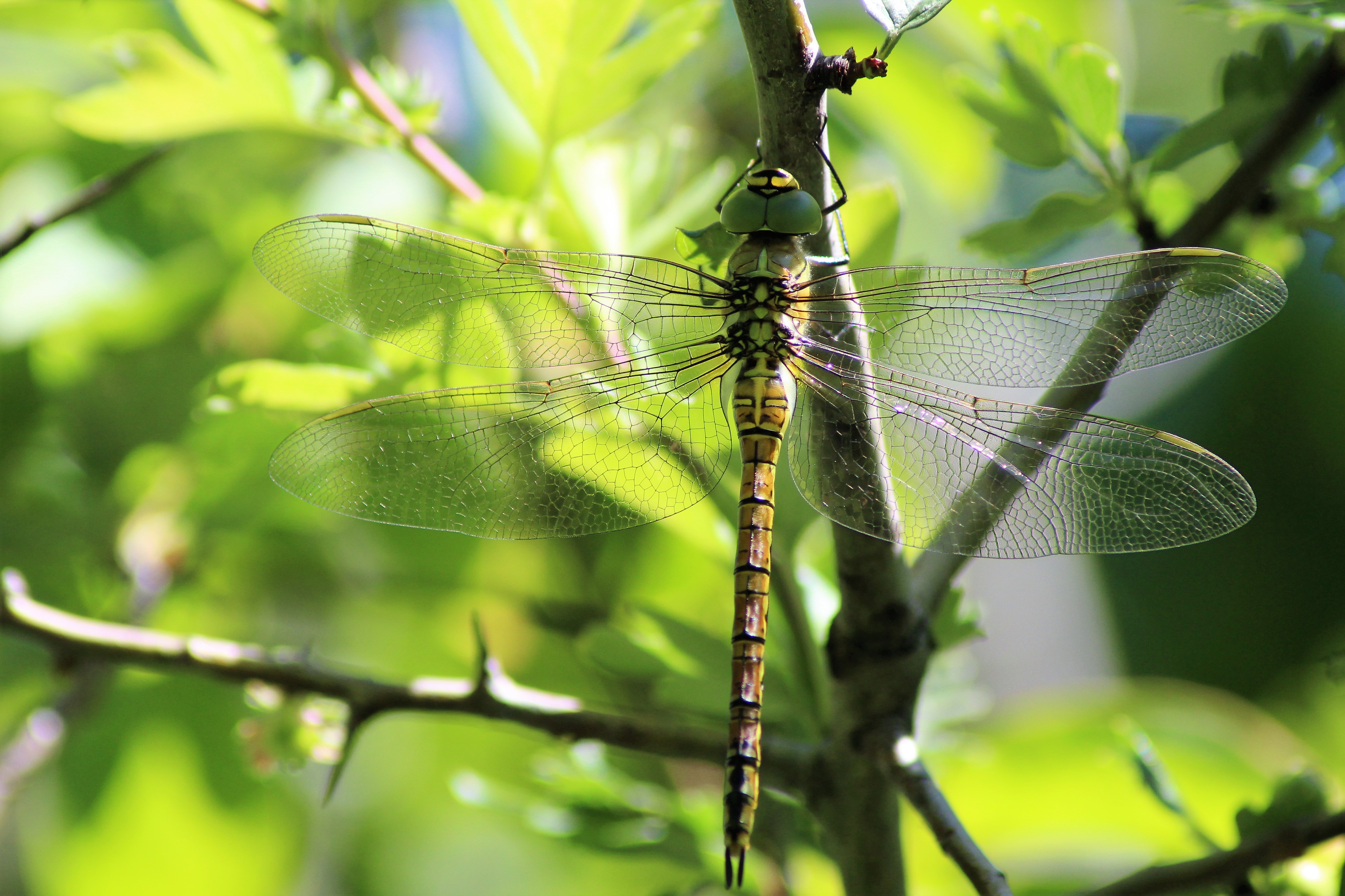 Aeschne affine(Aeshna affinis) 03 Saulzet (2).JPG