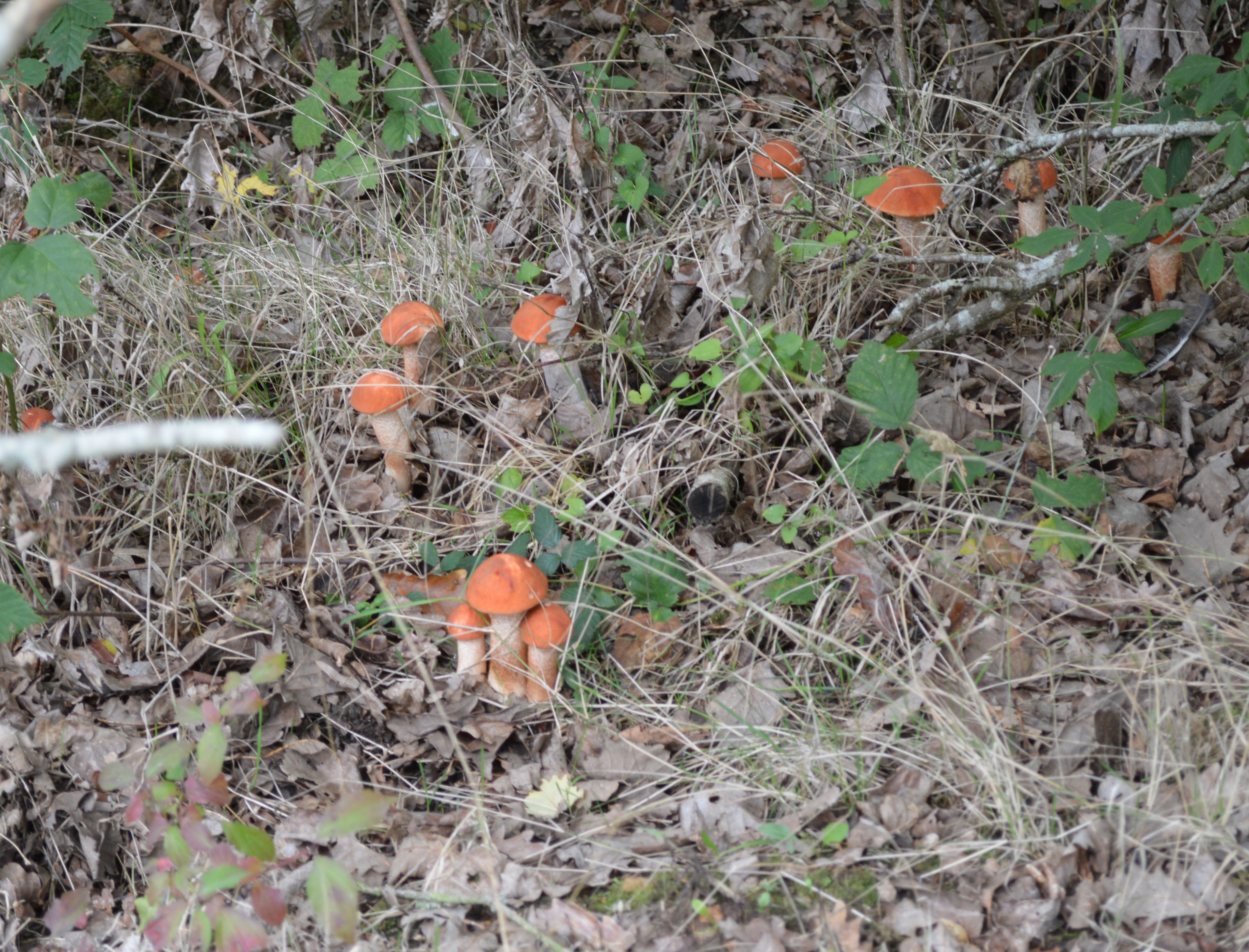 Colonie de bolets orangé (Leccinum aurantiacum).JPG