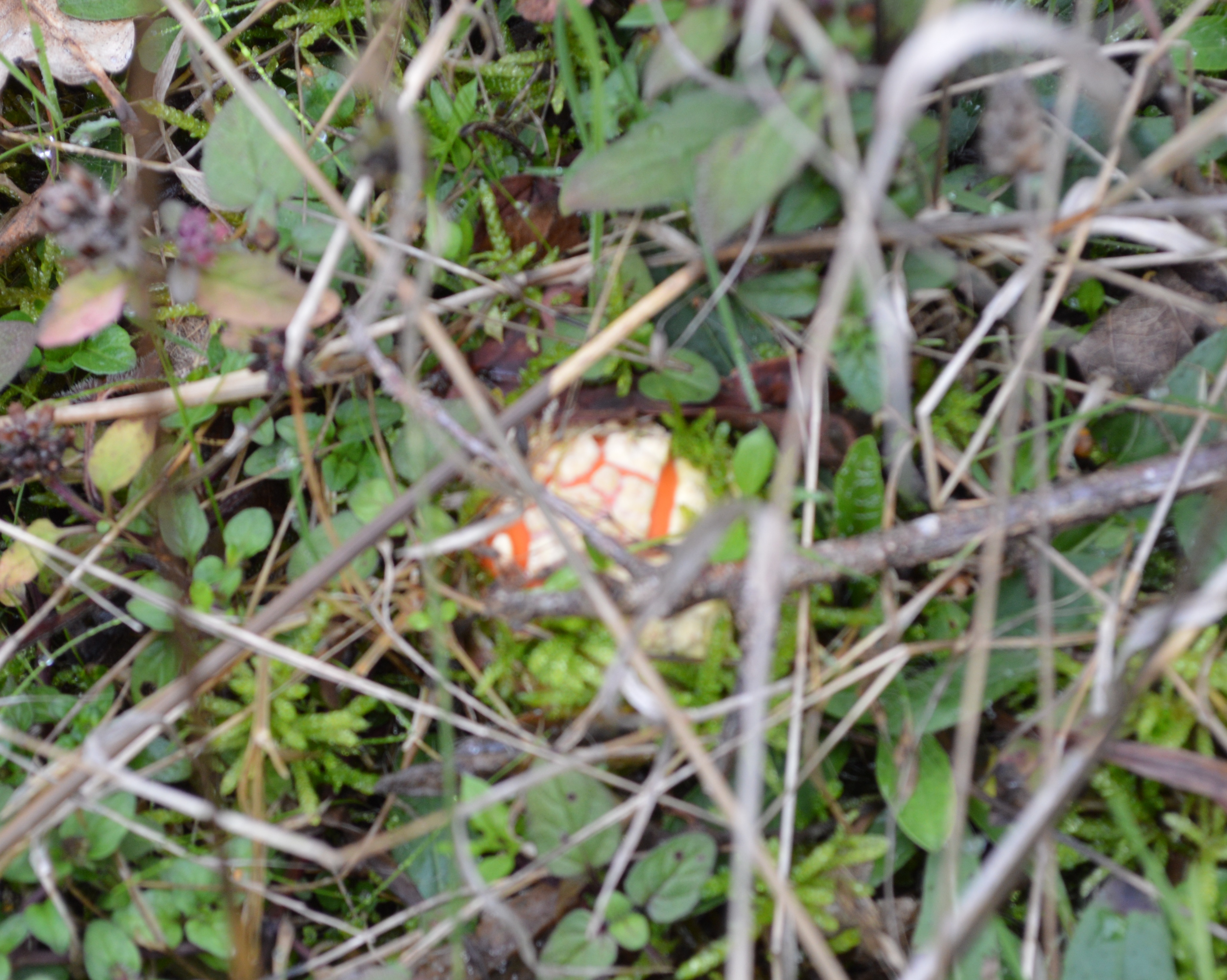 Amanite tue mouche (Amanita muscaria).JPG