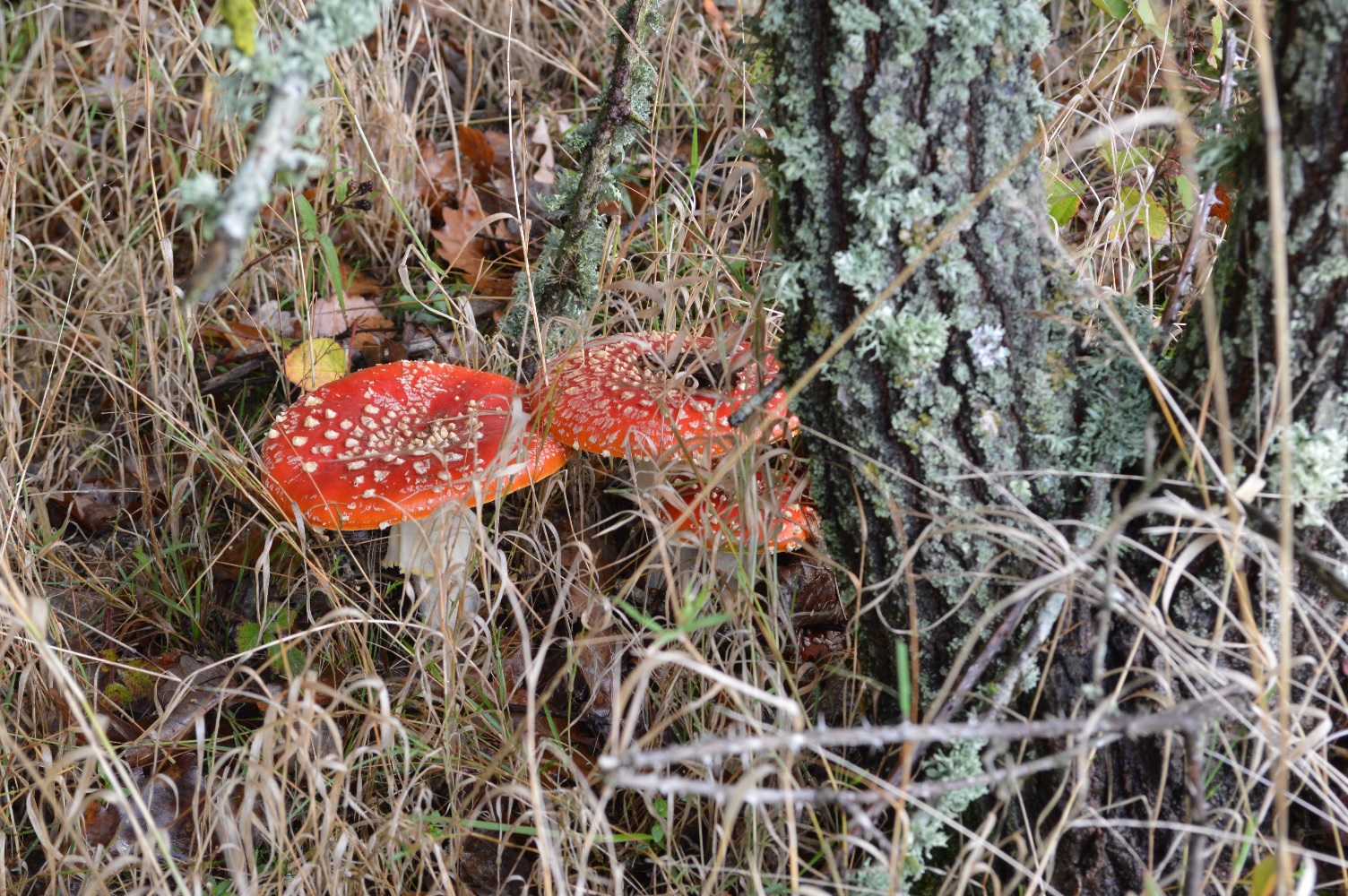 Coucou nous sommes là.jpg