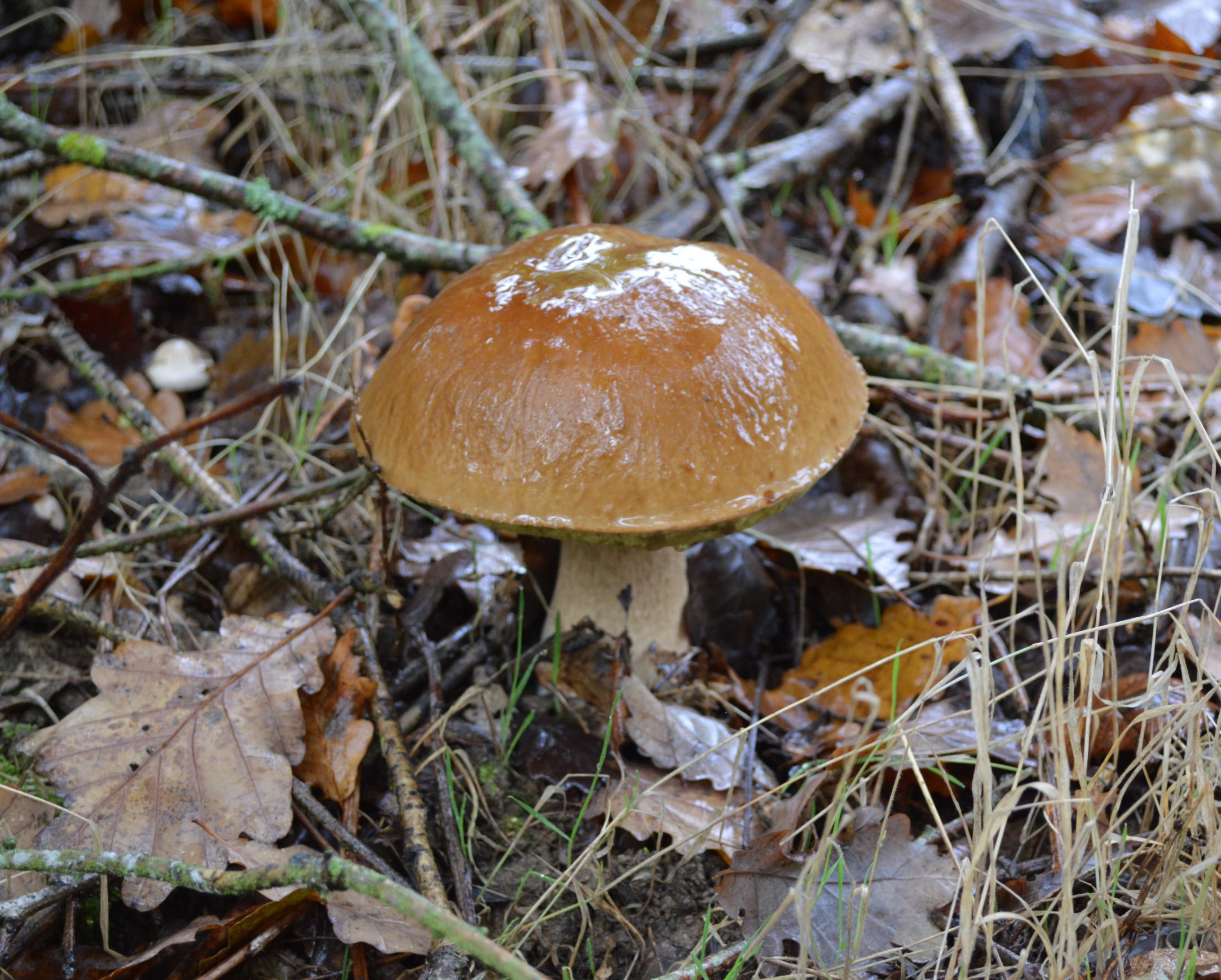 Cèpe de Bordeau.jpg