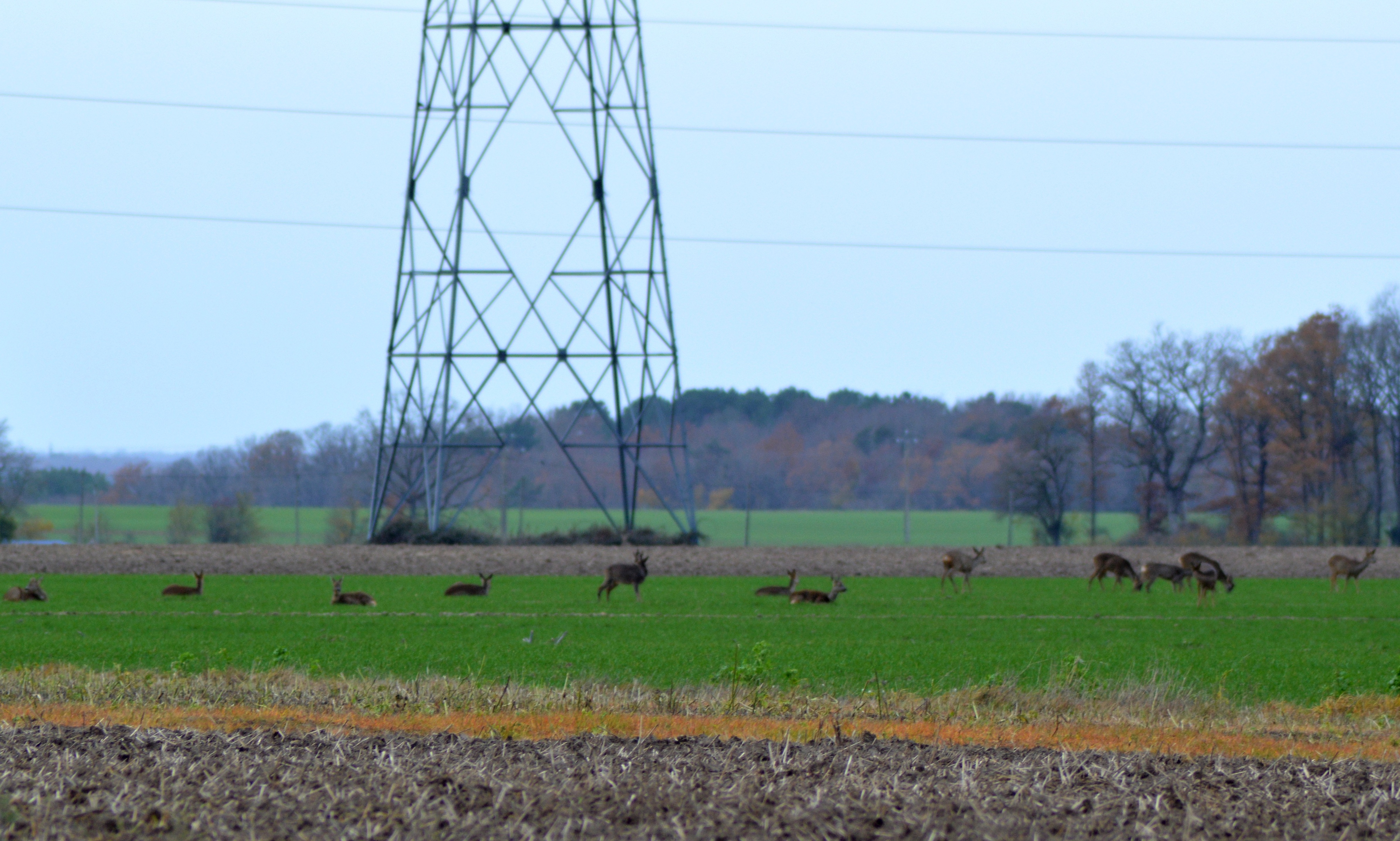 Chevreuils de Perdissac 4.JPG