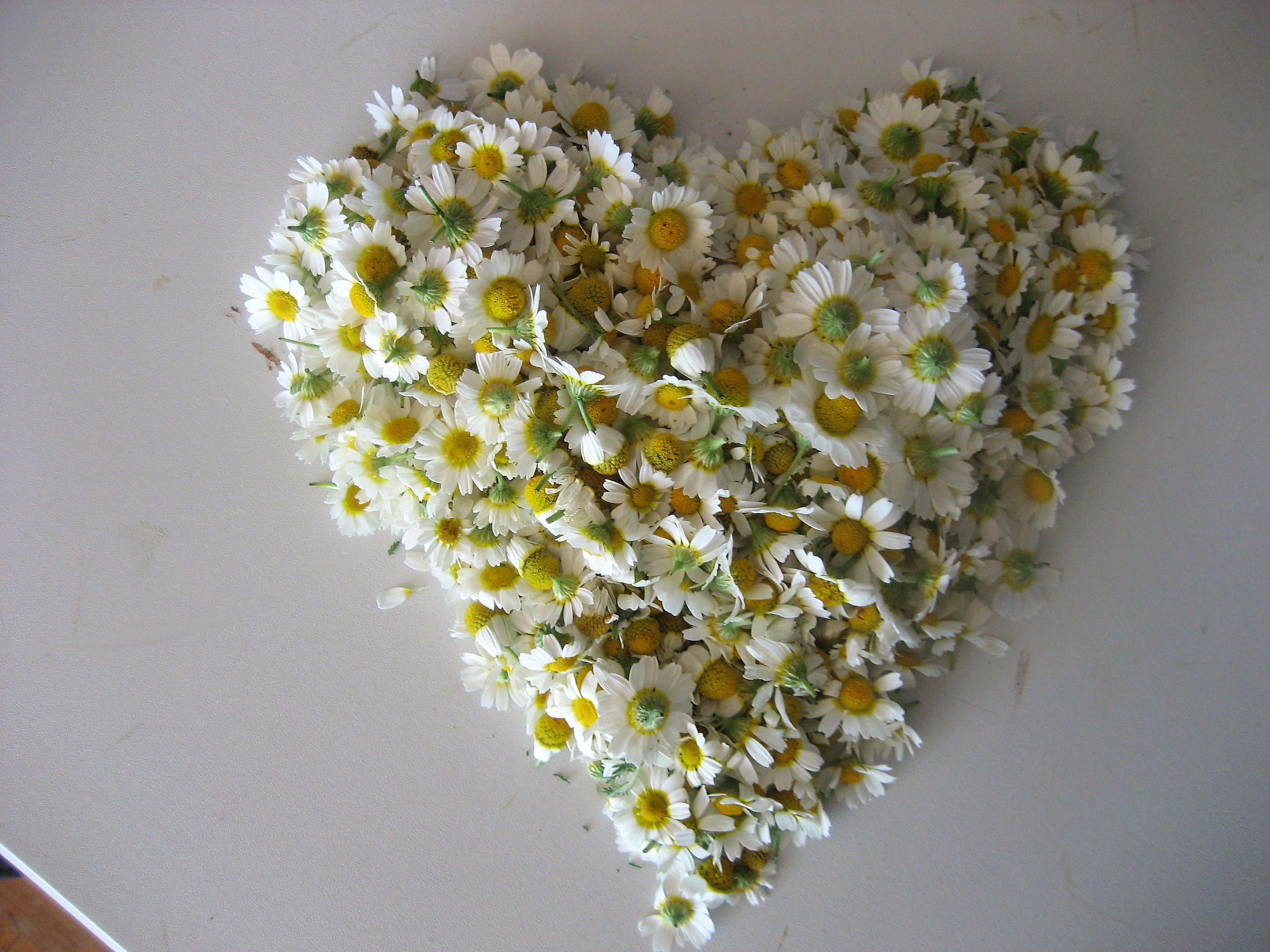 camomille romaine 40-2(2).JPG