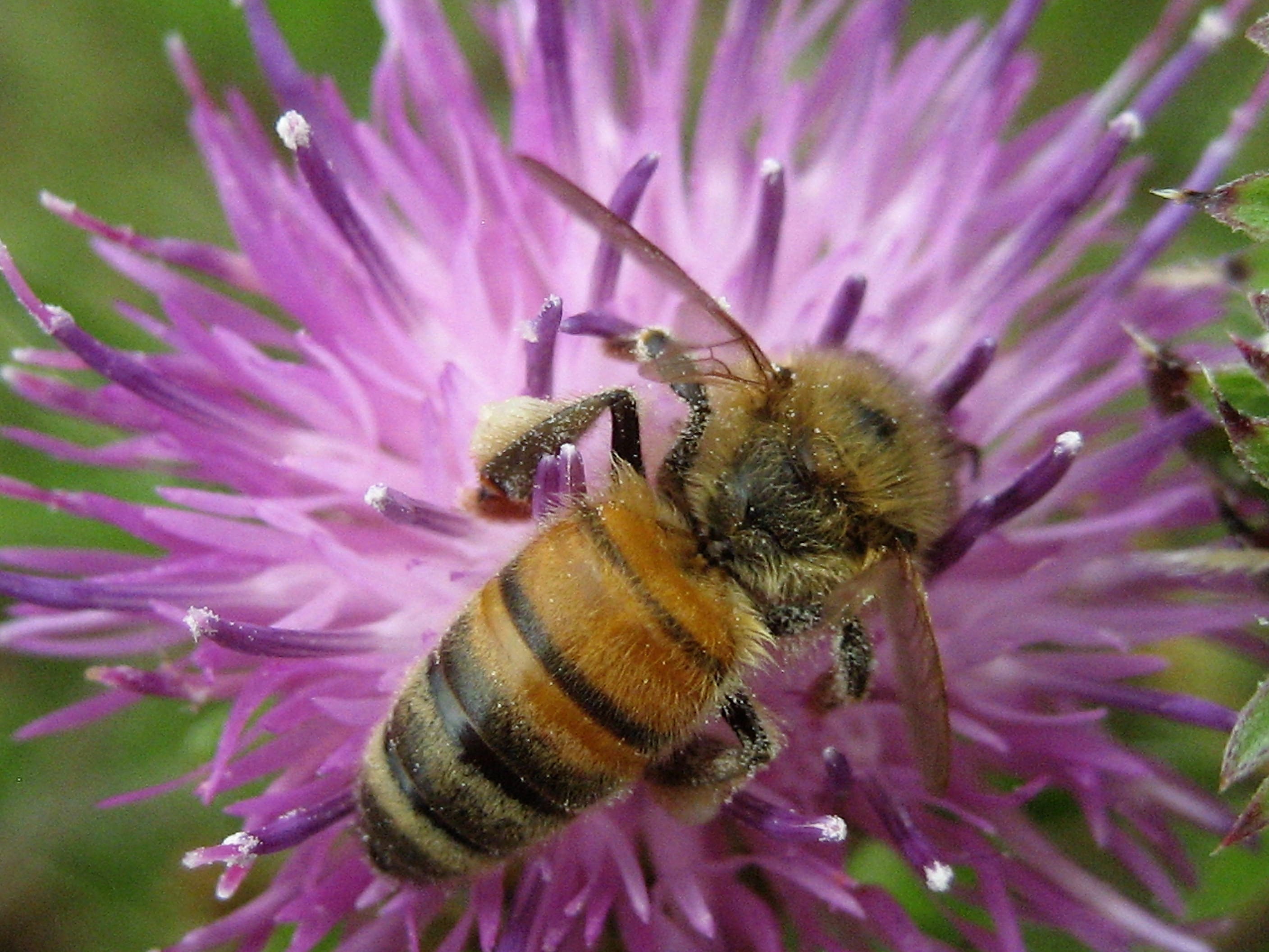 IMG_0675allier (2).JPG