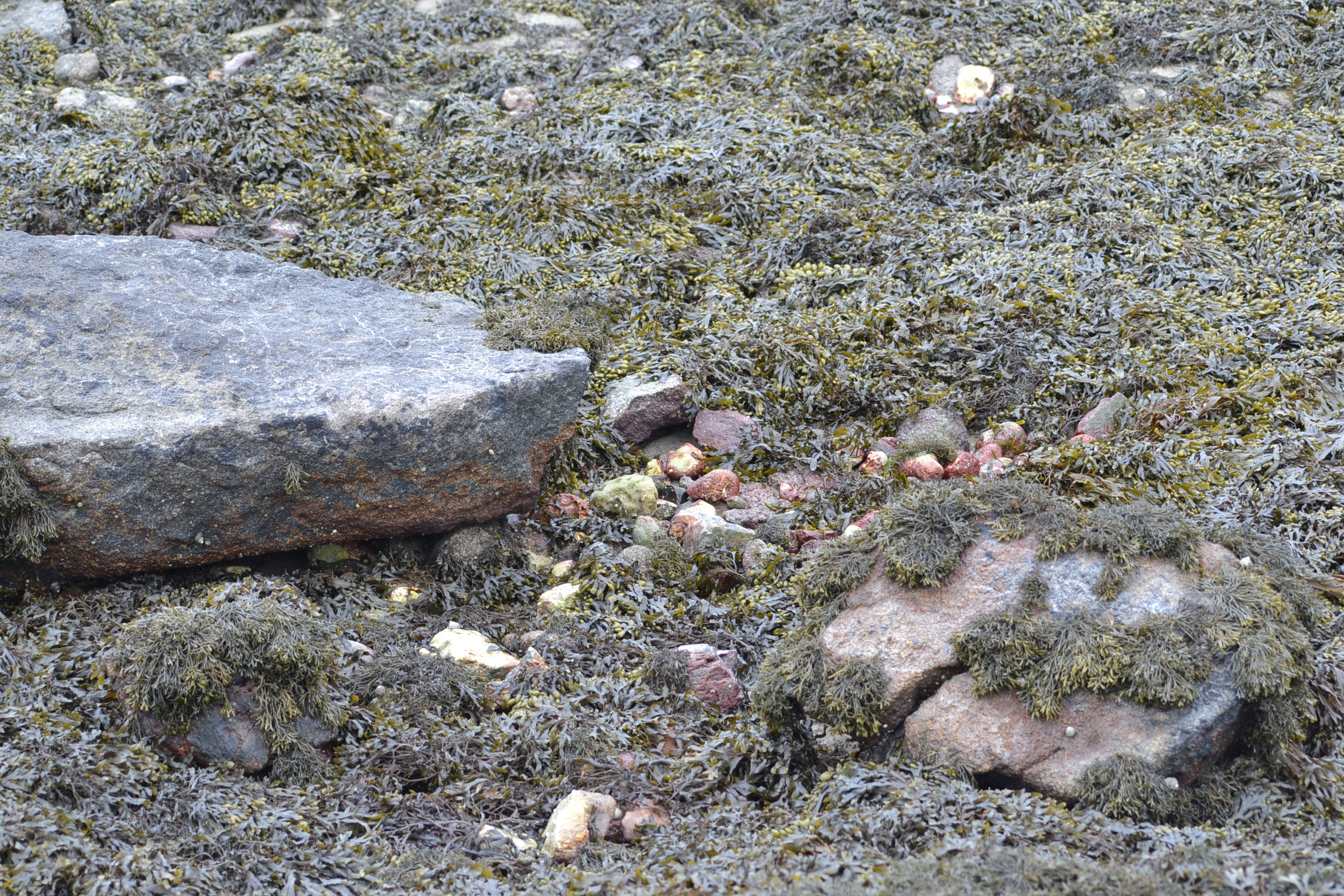 _DSC0003.JPG