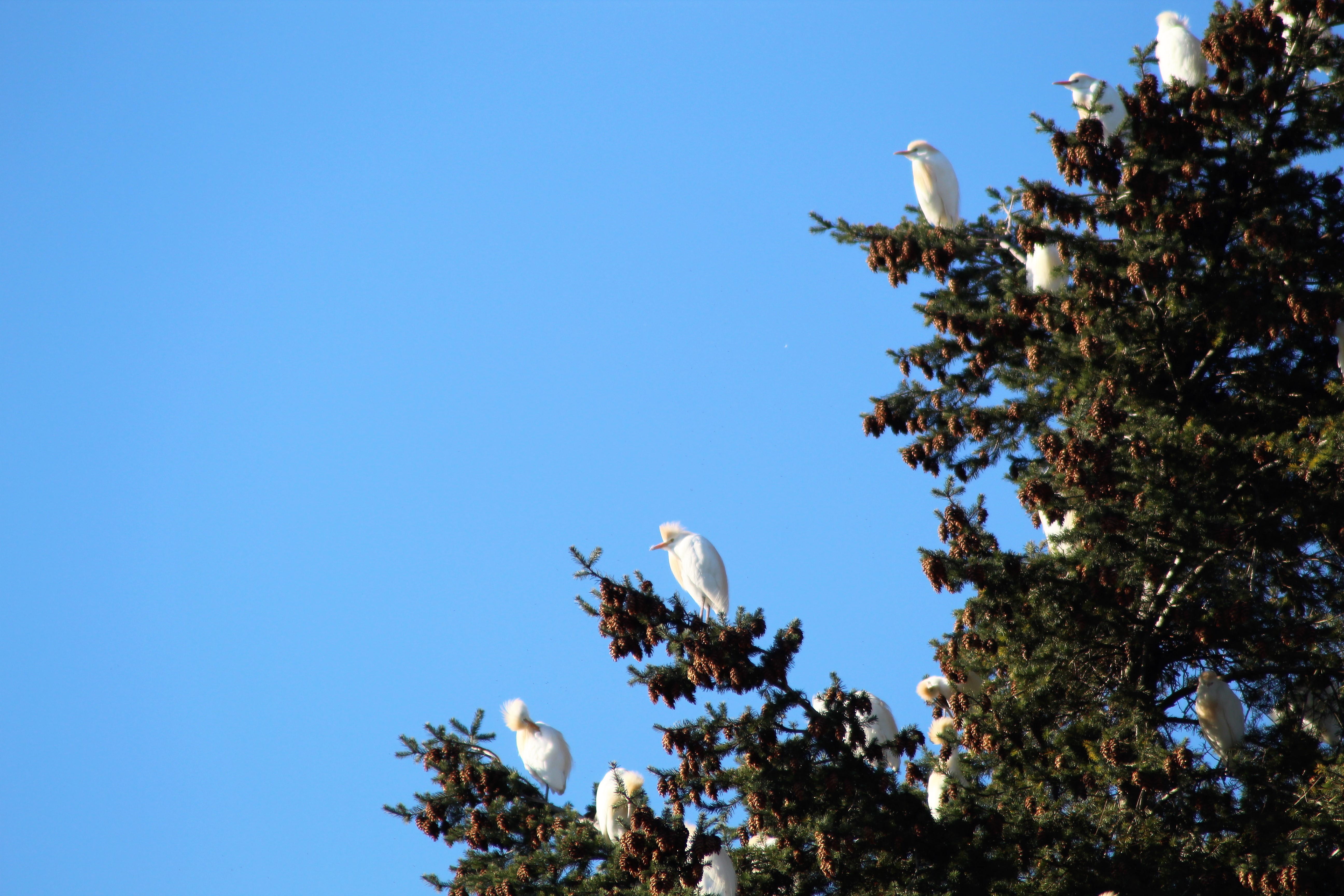 heron garde boeufs 1(2).JPG