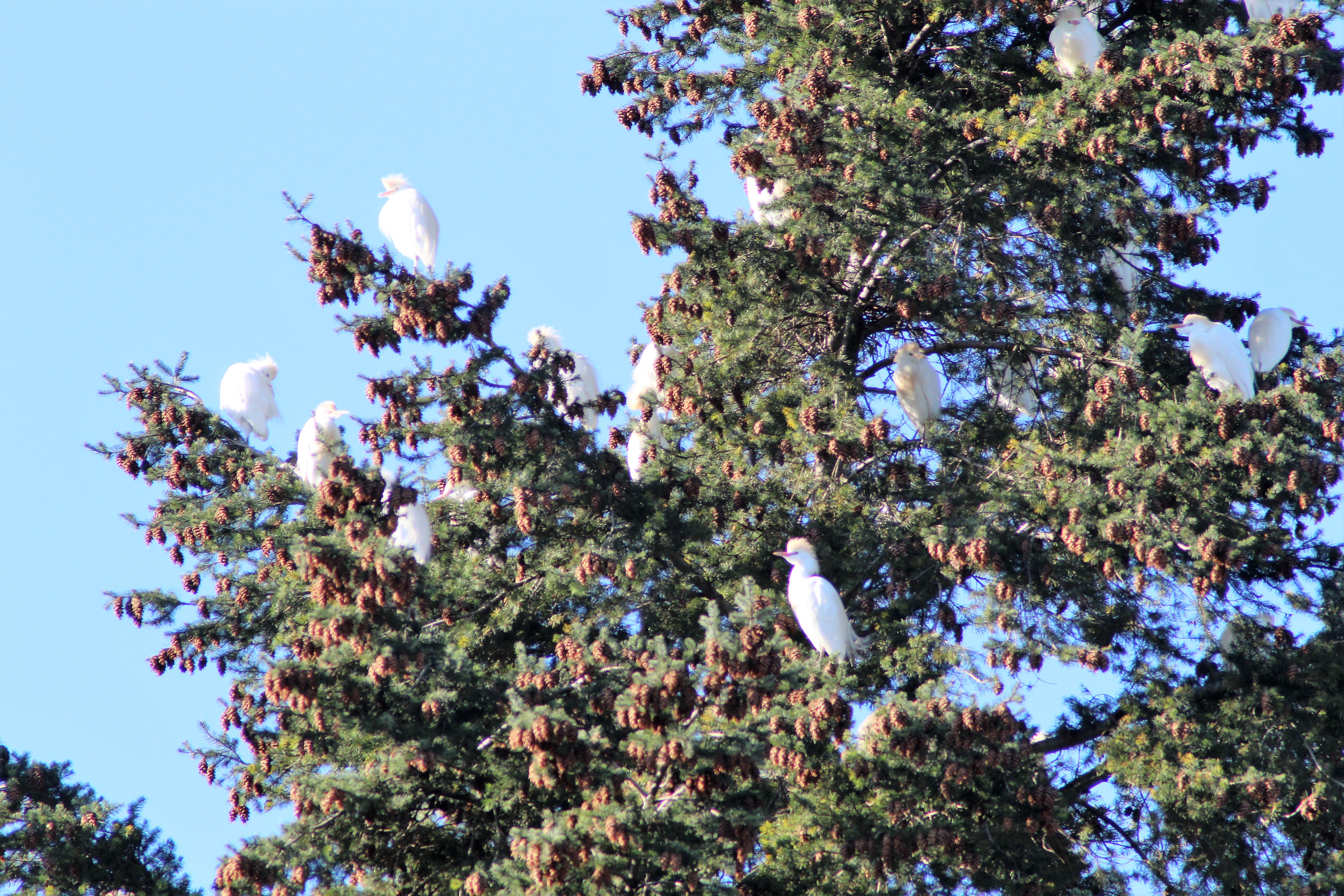 heron garde boeufs(2).JPG