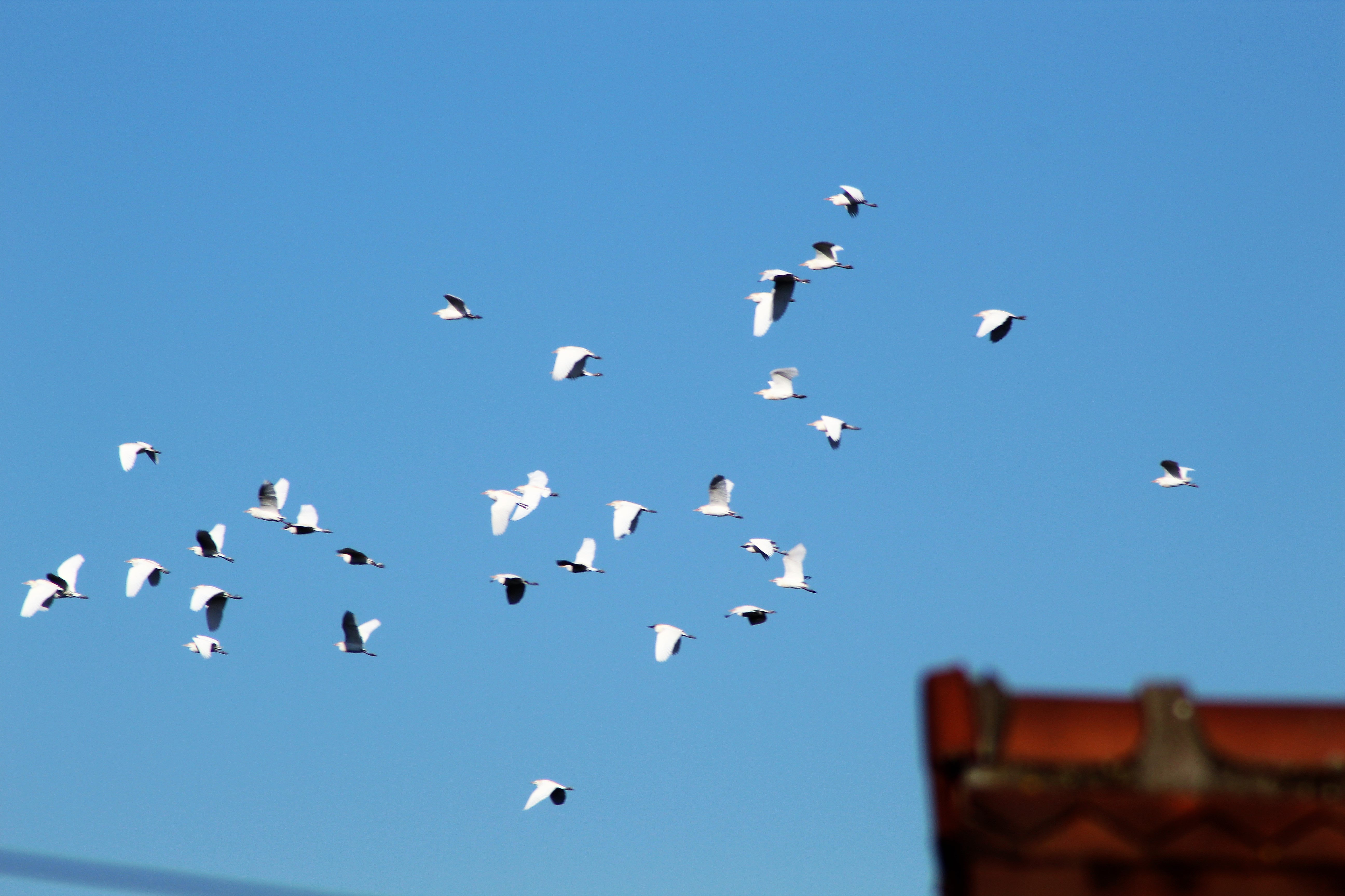 heron garde boeufs 4(2).JPG