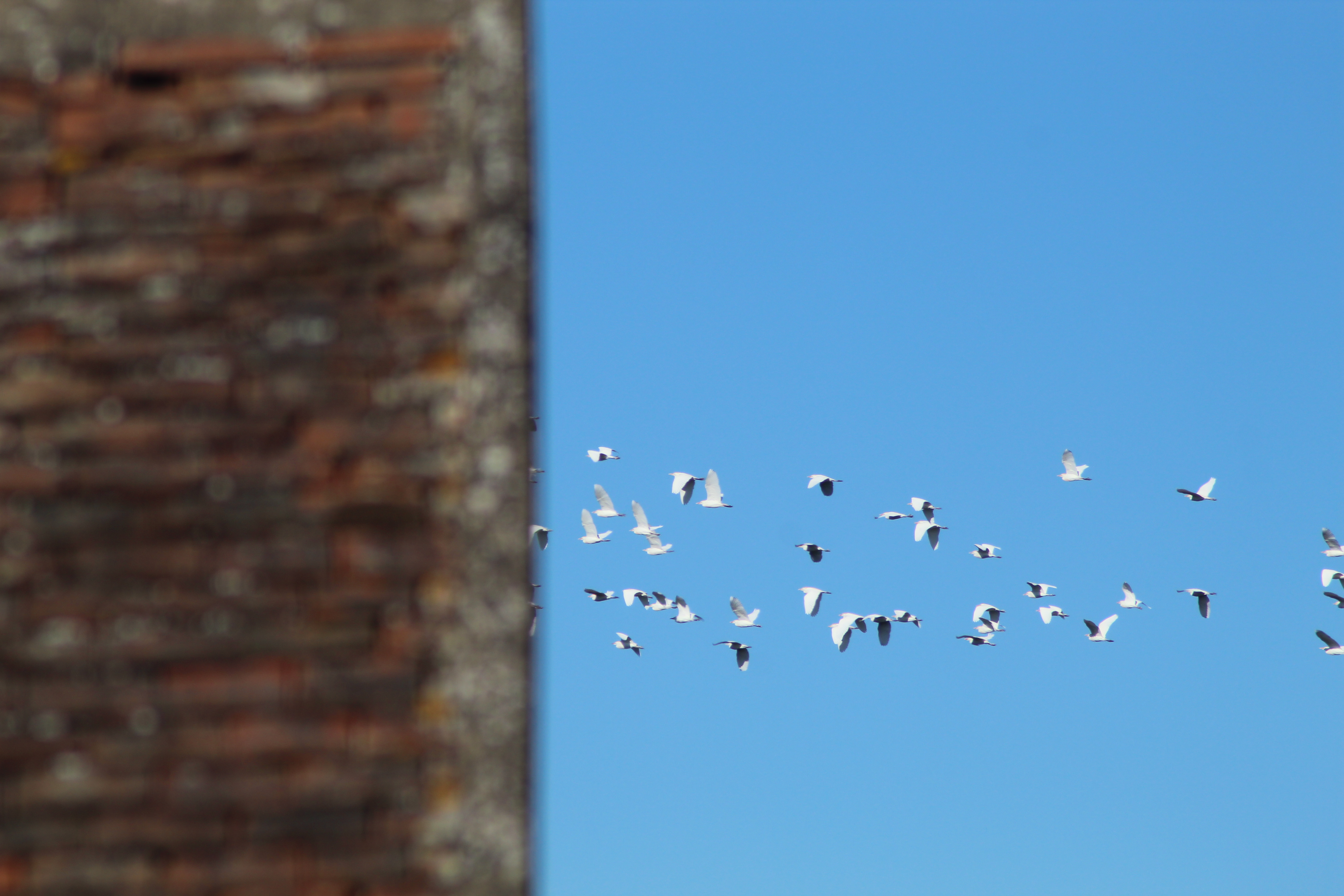 heron garde boeufs 5.JPG