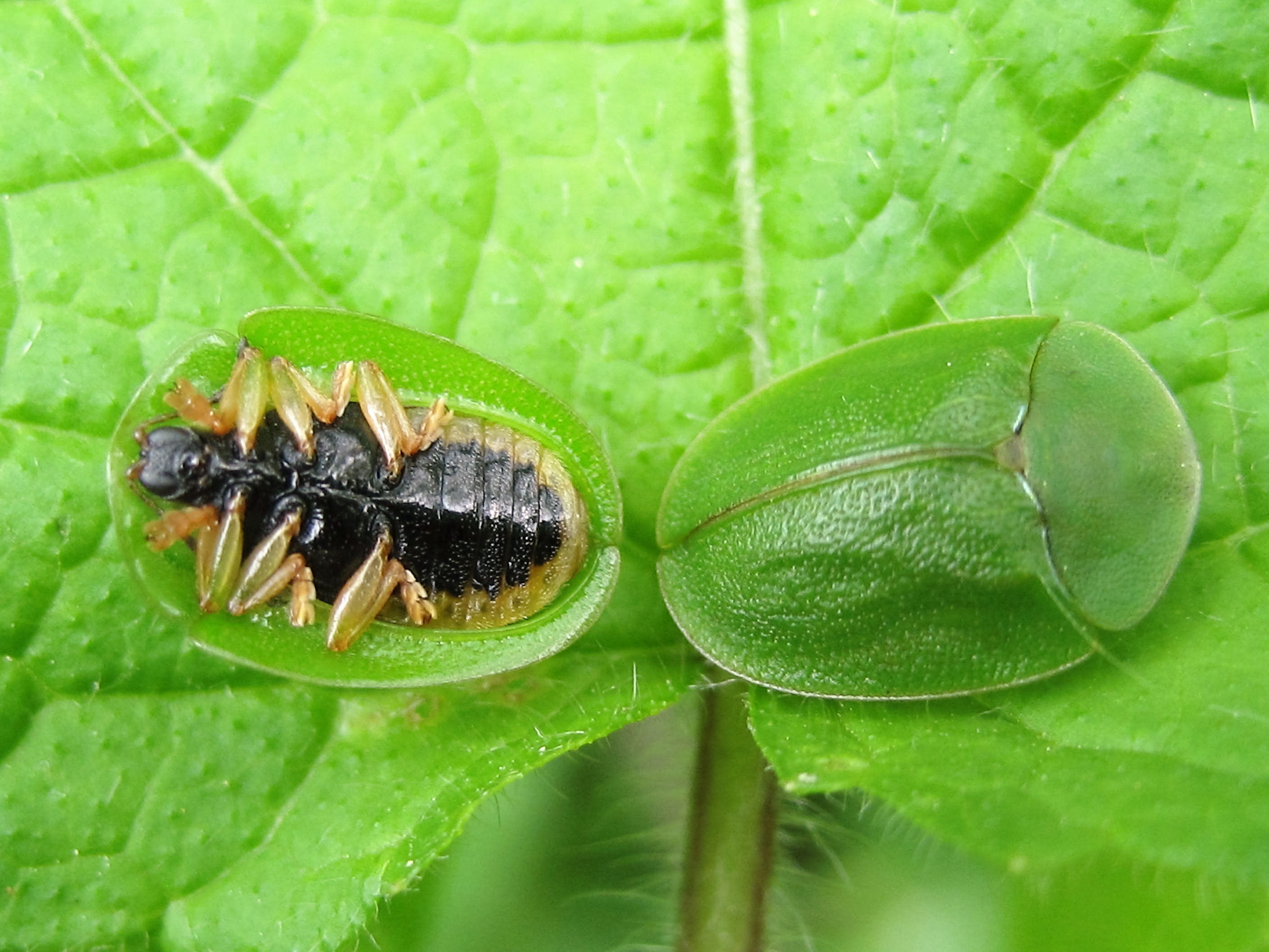 Casside verte ou de la menthe(Cassida viridis).JPG