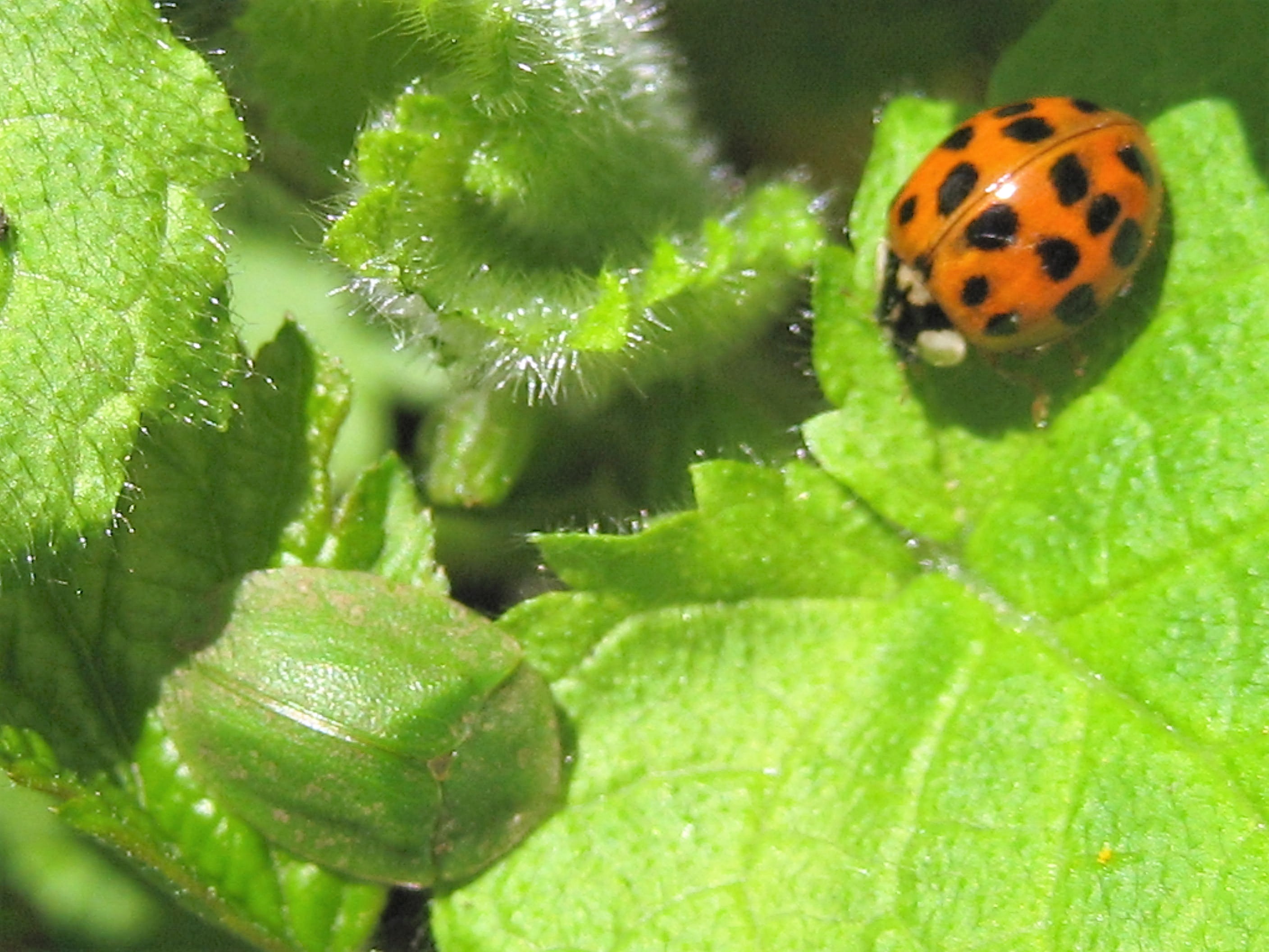 Casside verte et Harmonia axidiris.JPG