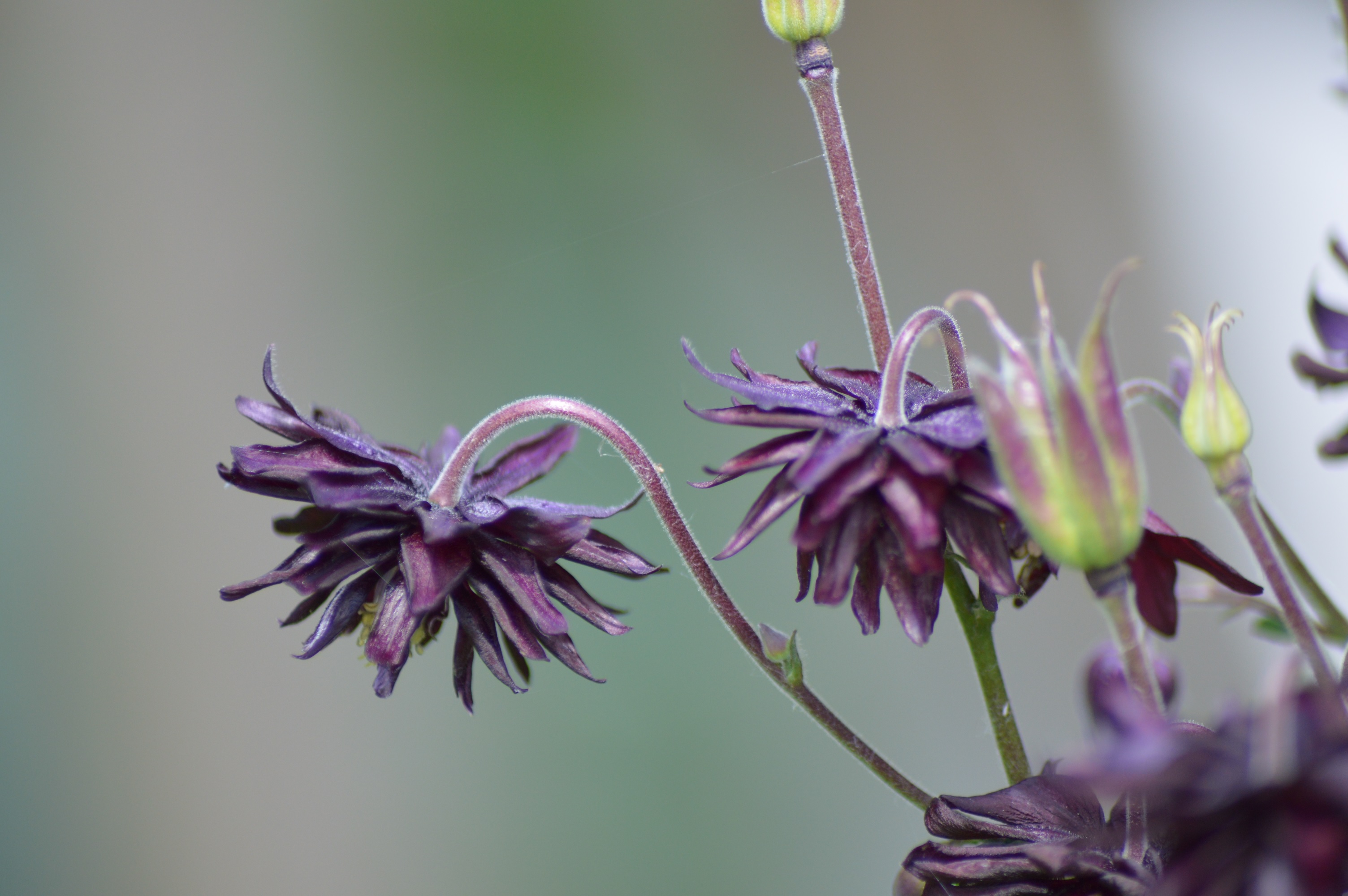 Ancolie noire des jardin (Aquilegia vulgaris).jpg
