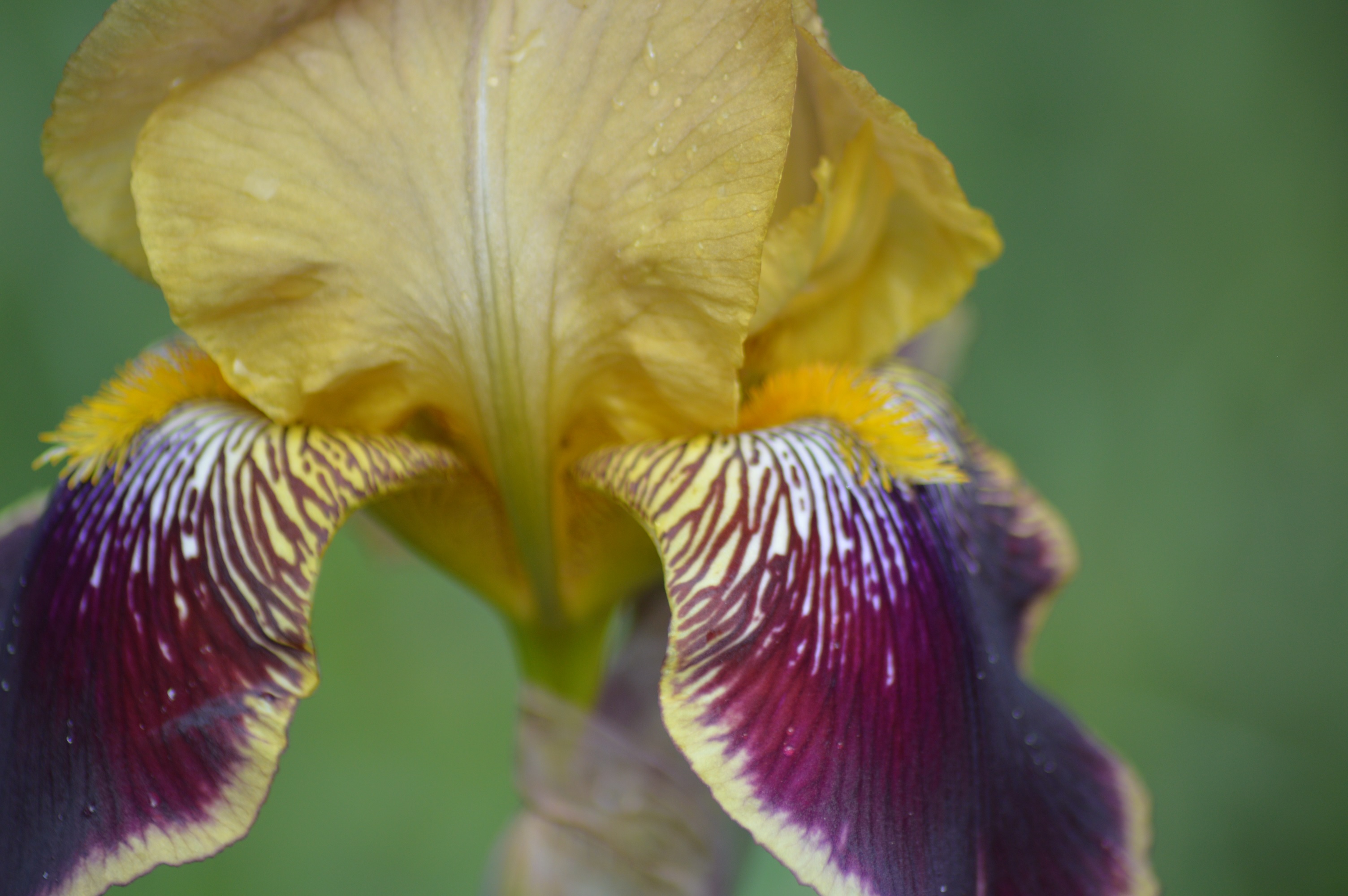Iris des jardins.jpg