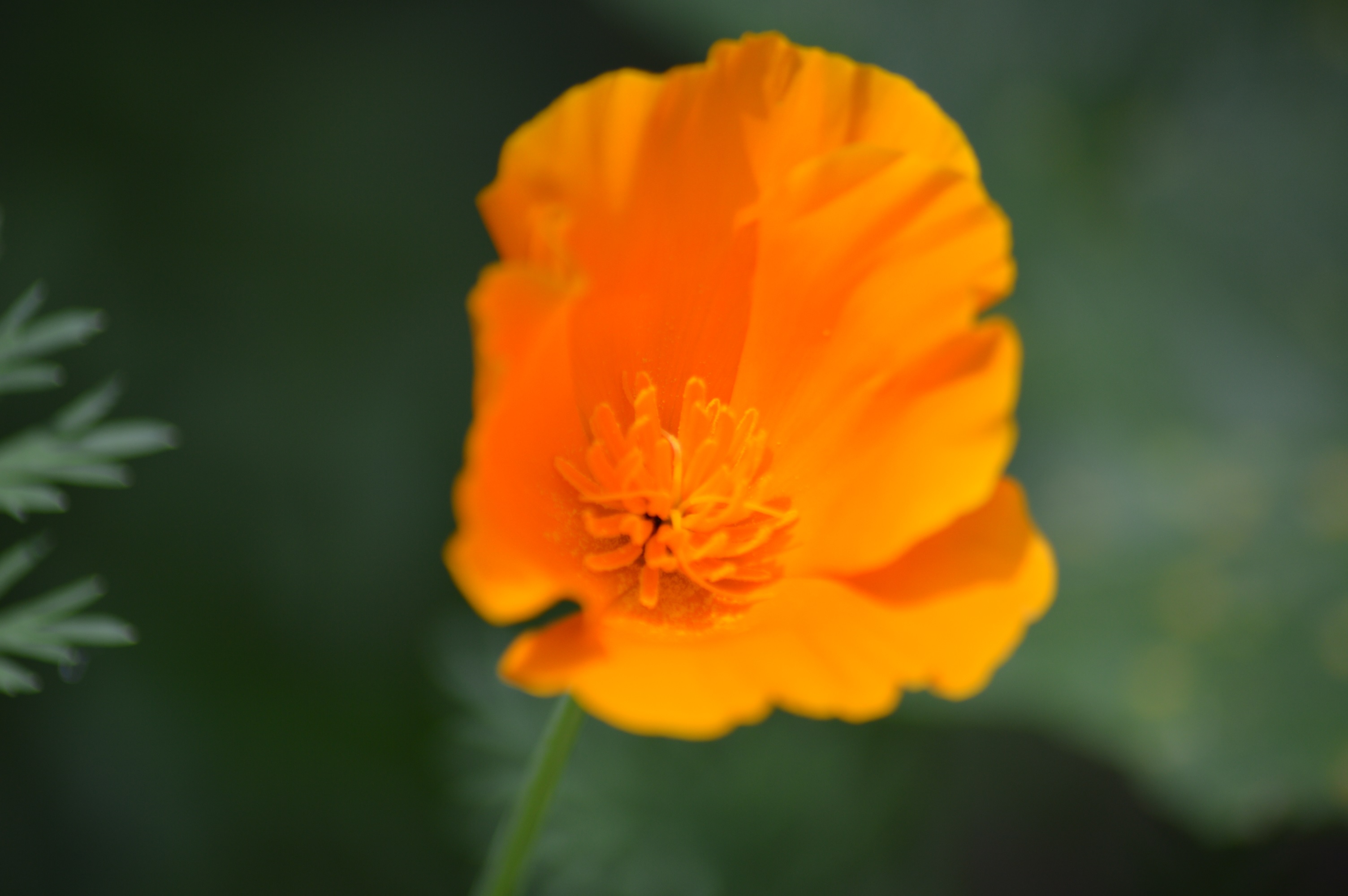 Pavots de Californie (Eschscholtzia californica).jpg