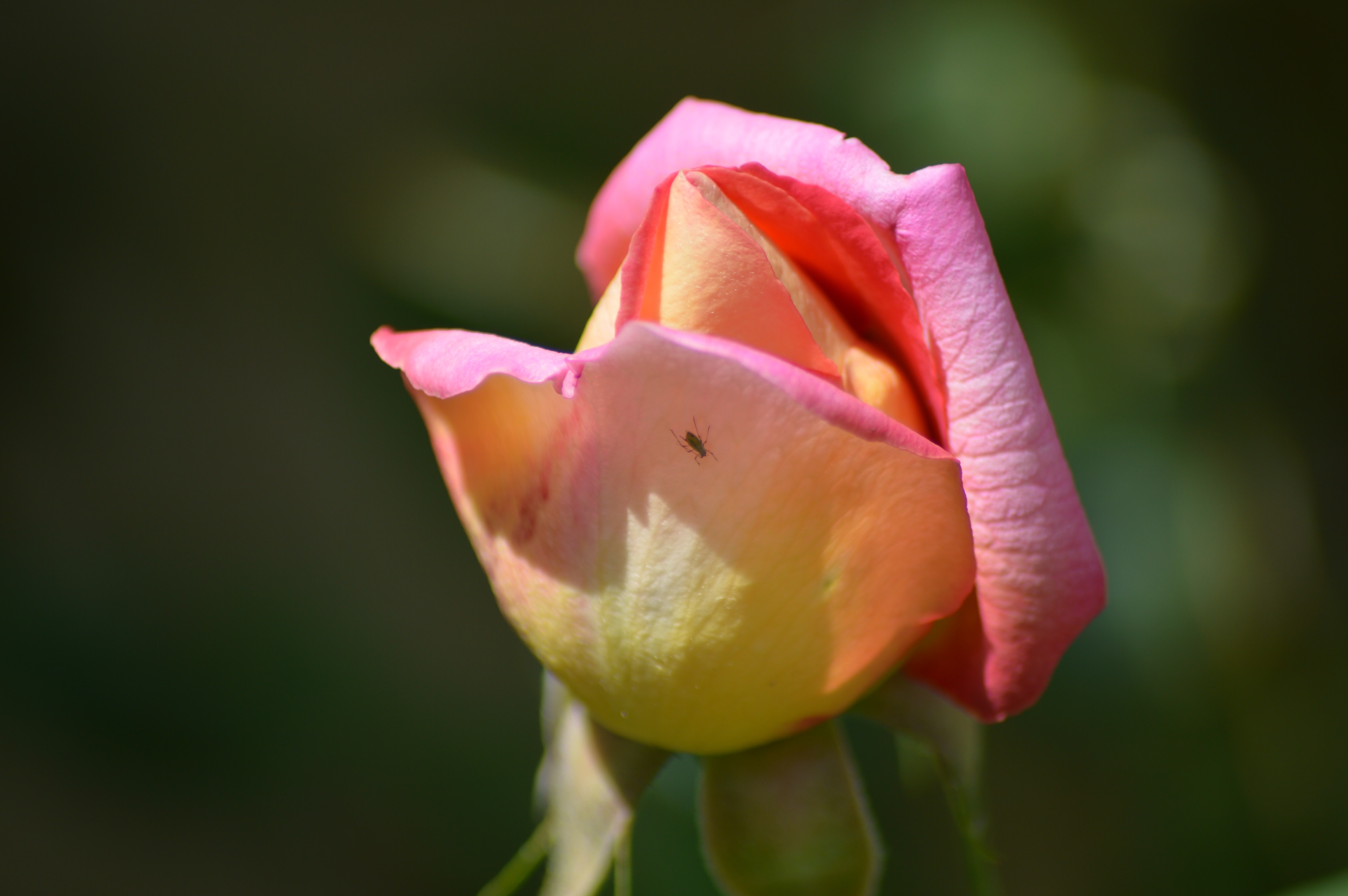 Rose Mme A. Meilland (Peace).jpg