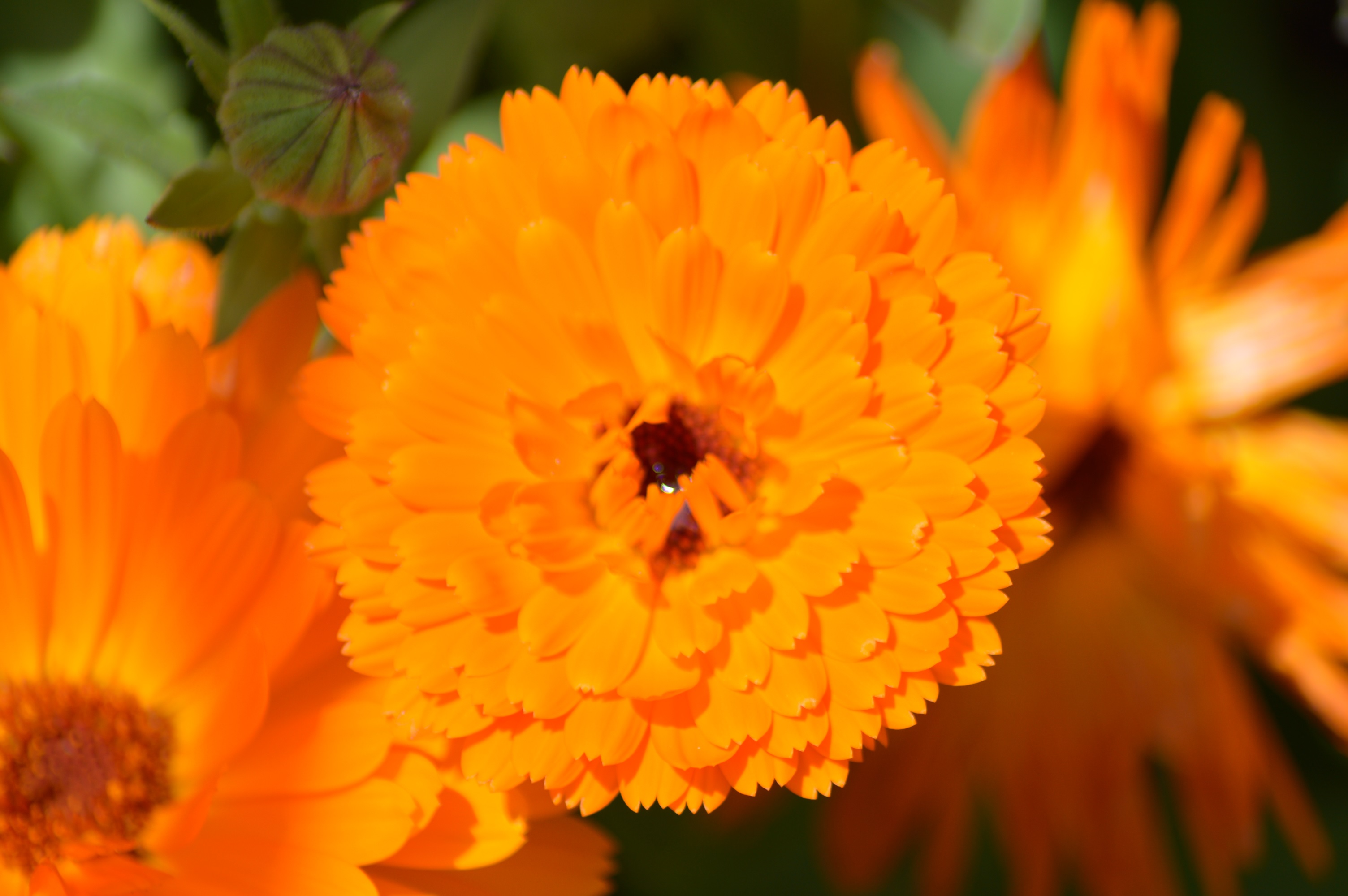 Soucis (calendula officinalis).jpg
